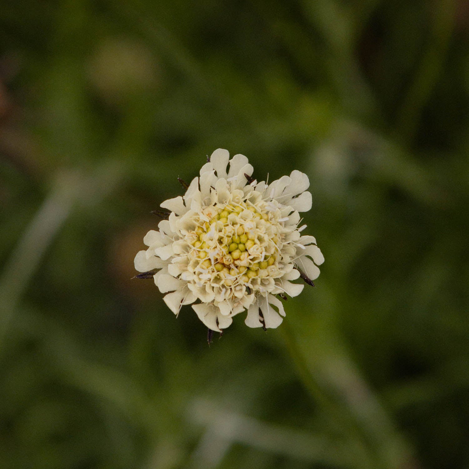 SCABIOSA ochroleuca - Moon Dance - PLANTS