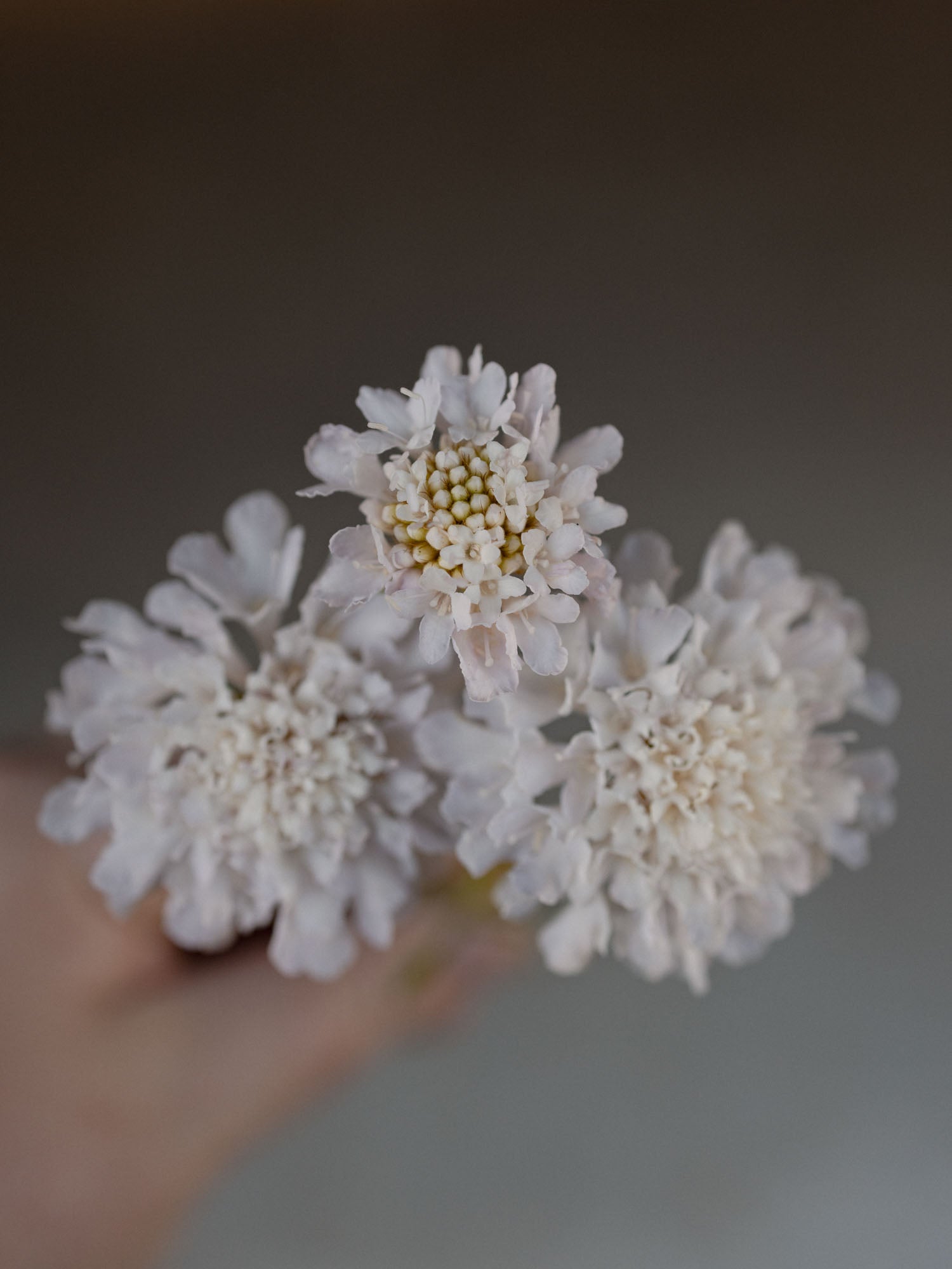 Scabiosa - White Blush