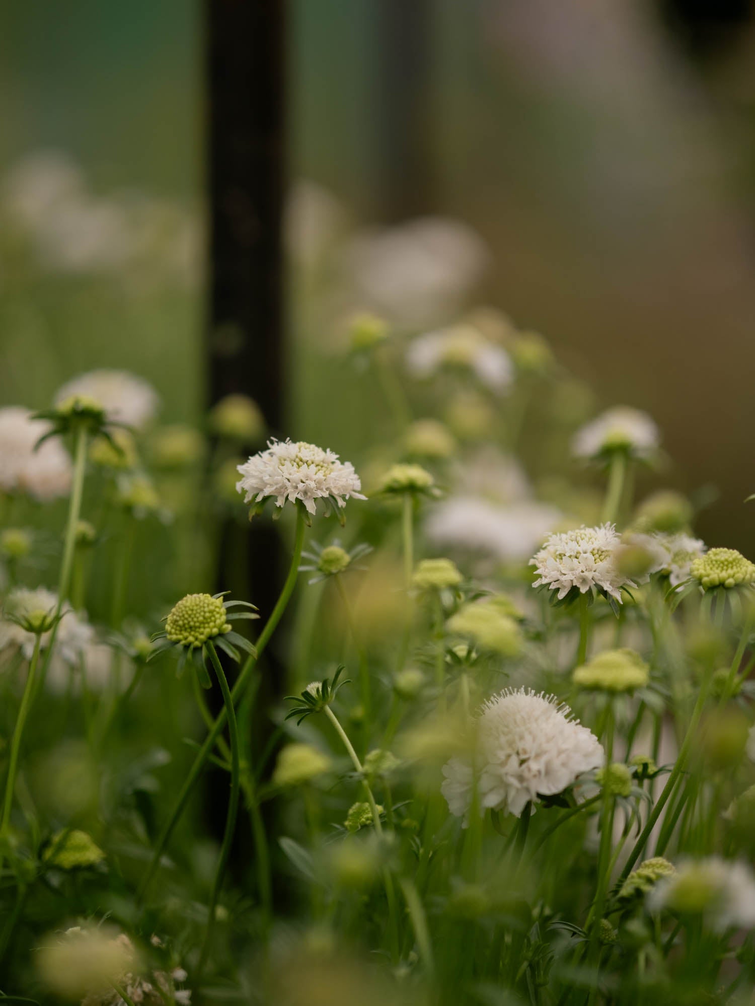 Scabiosa - White Blush