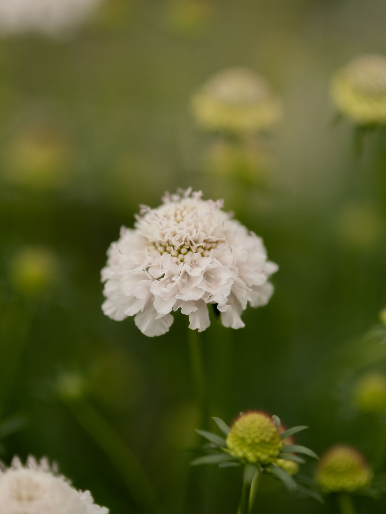 Scabiosa - White Blush