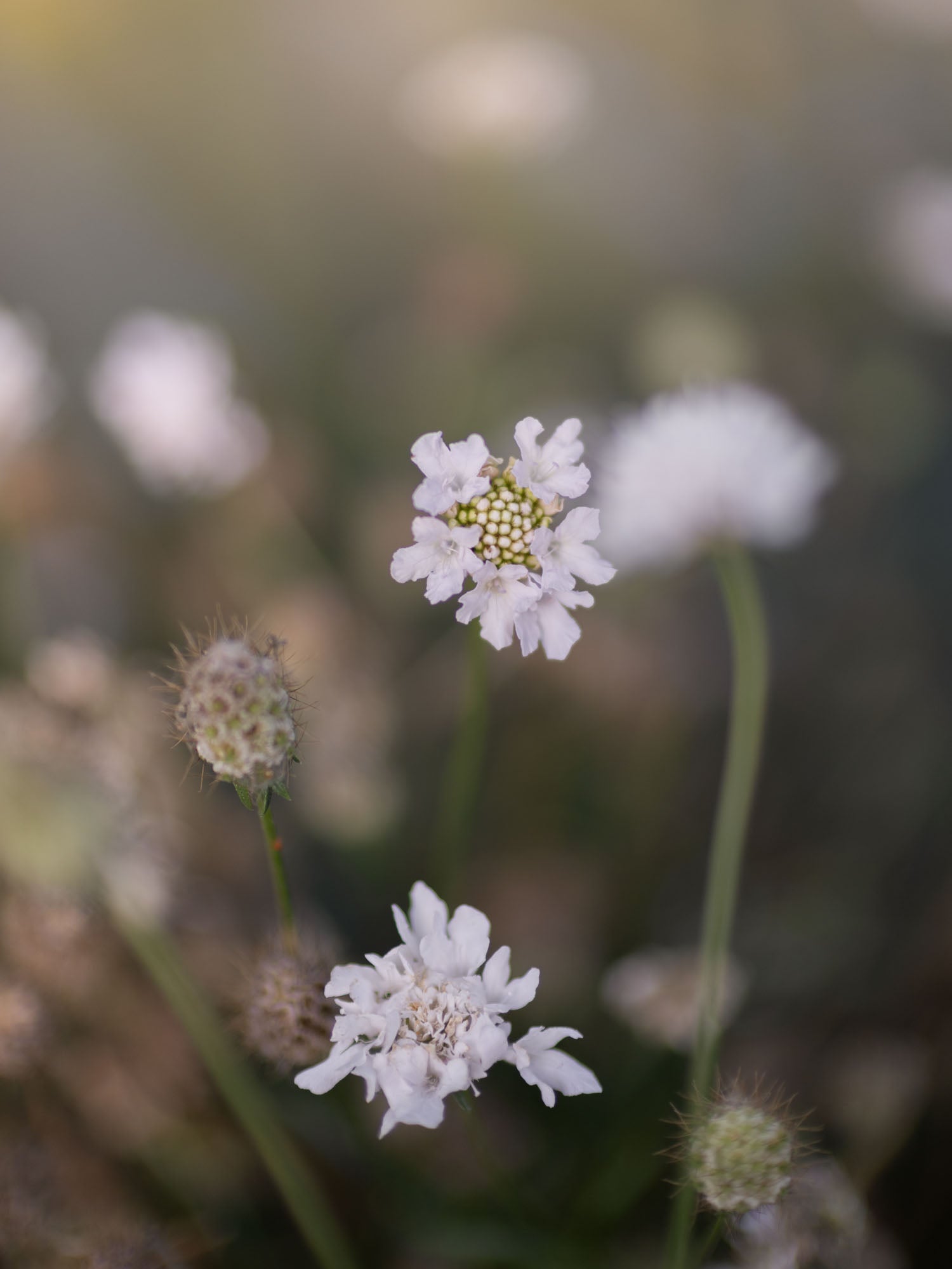 Scabiosa - White Blush
