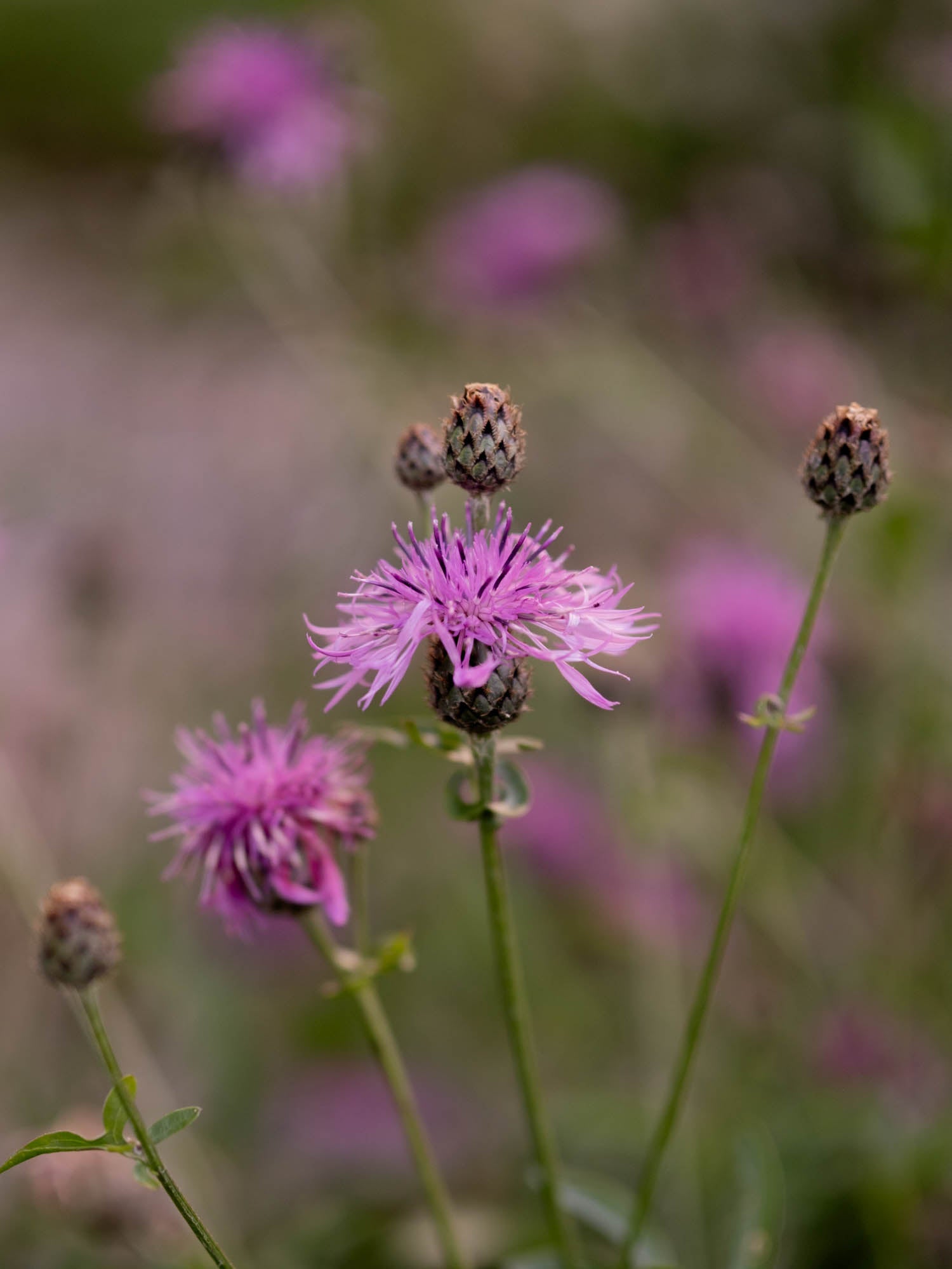 CENTAUREA Scabiosa - PLANTS