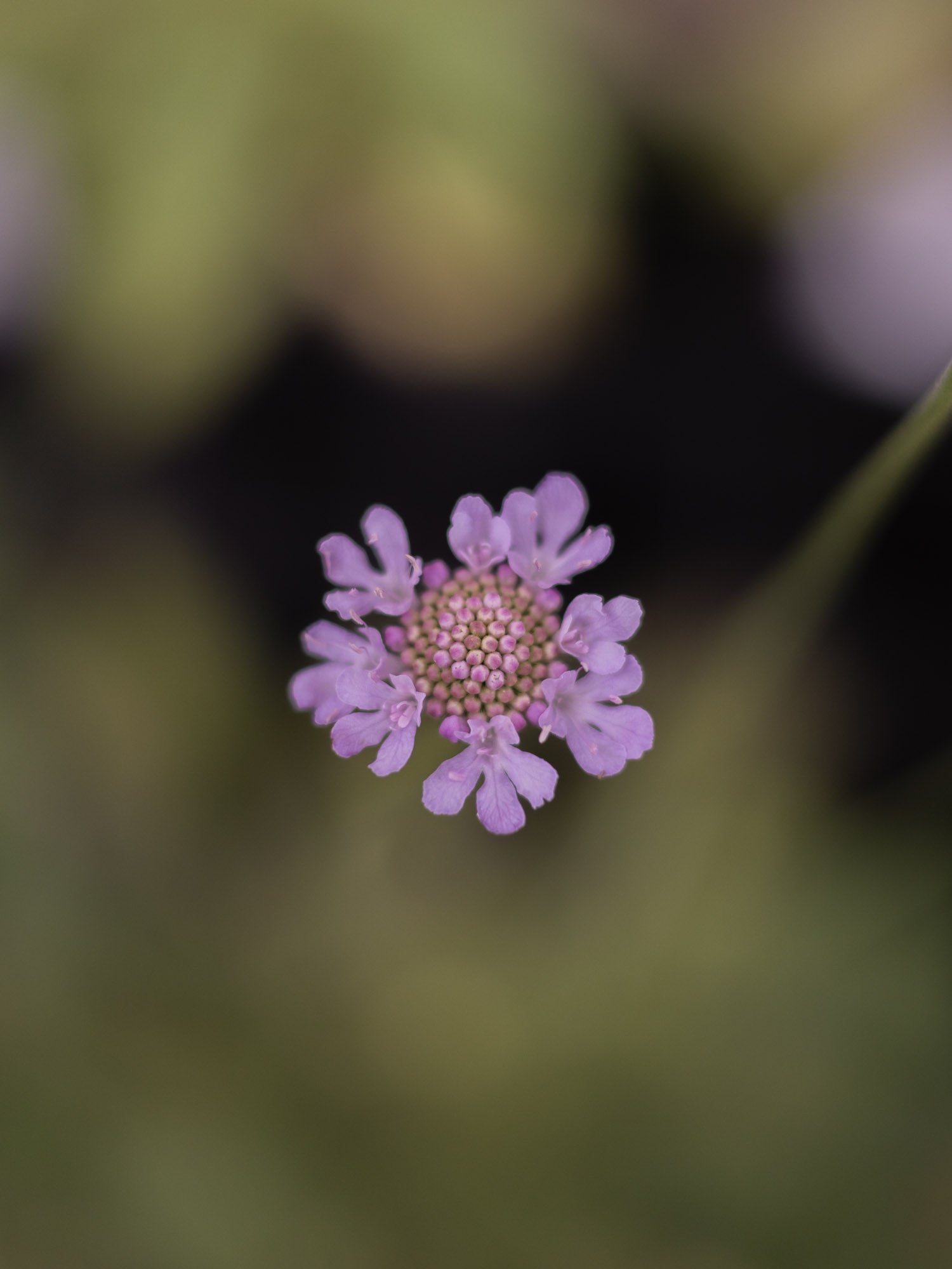 SCABIOSA - Columbaria - PLANTS
