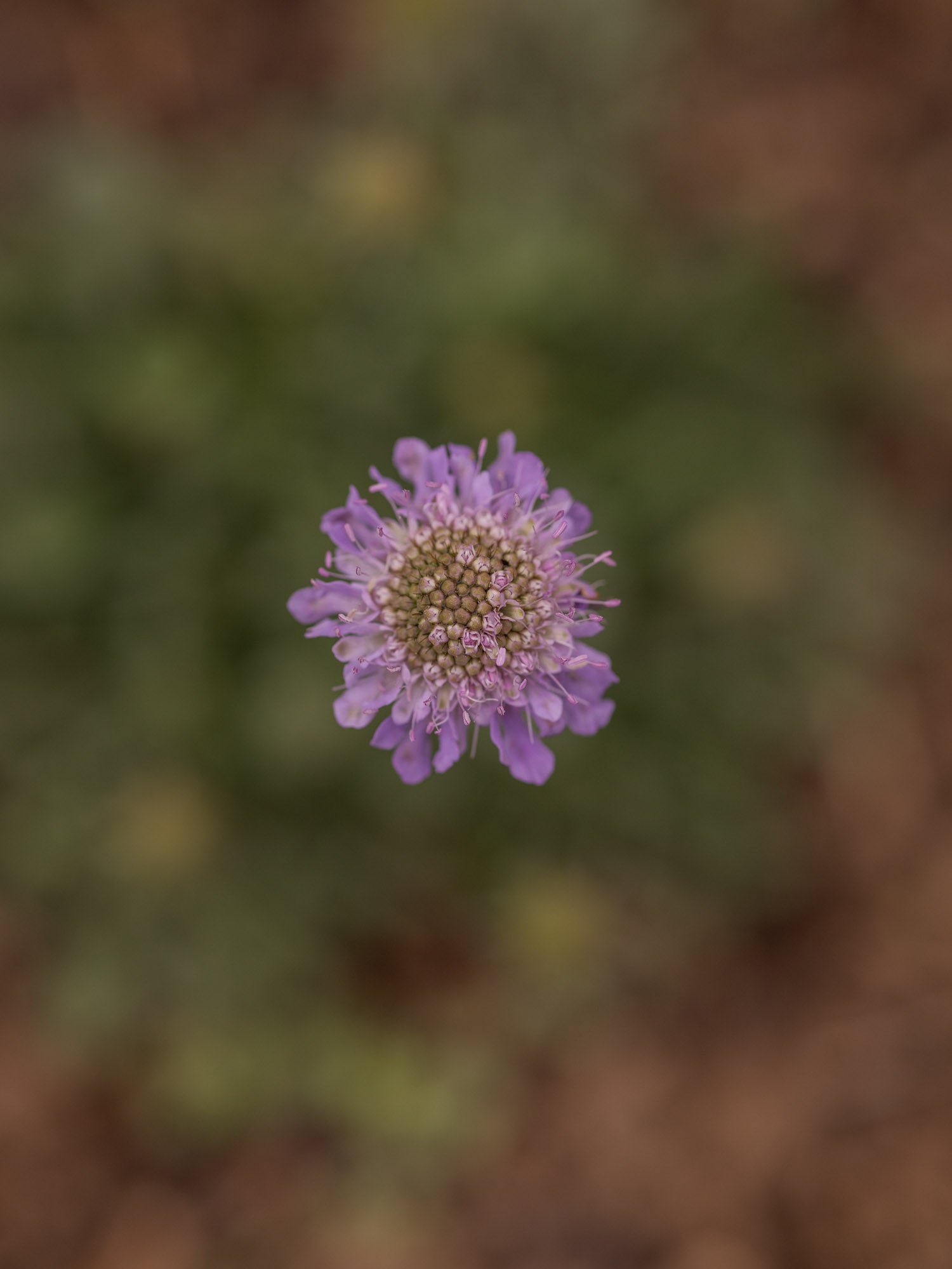 SCABIOSA - Columbaria - PLANTS