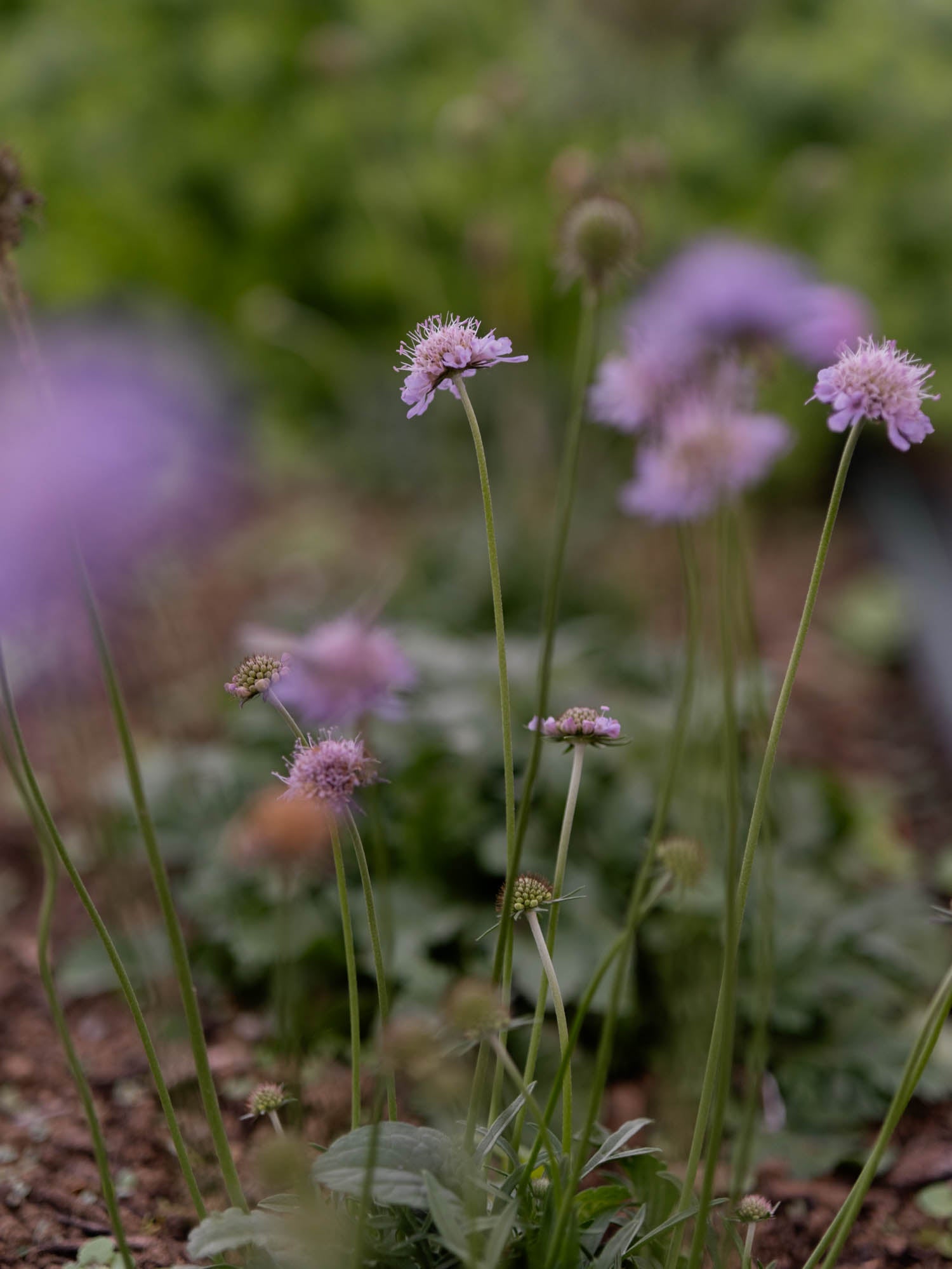 SCABIOSA - Columbaria - PLANTS