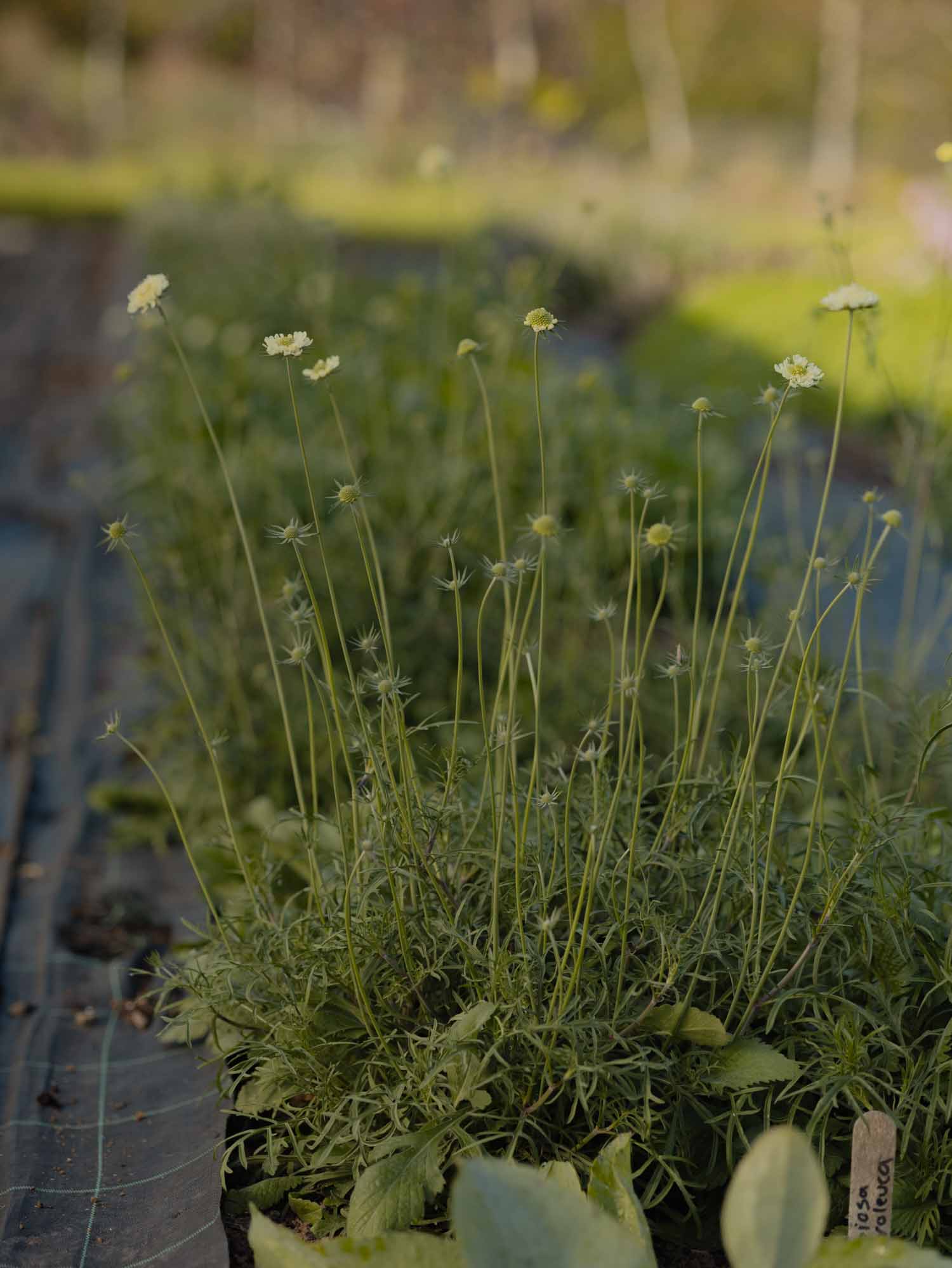 SCABIOSA ochroleuca -  PLANTS