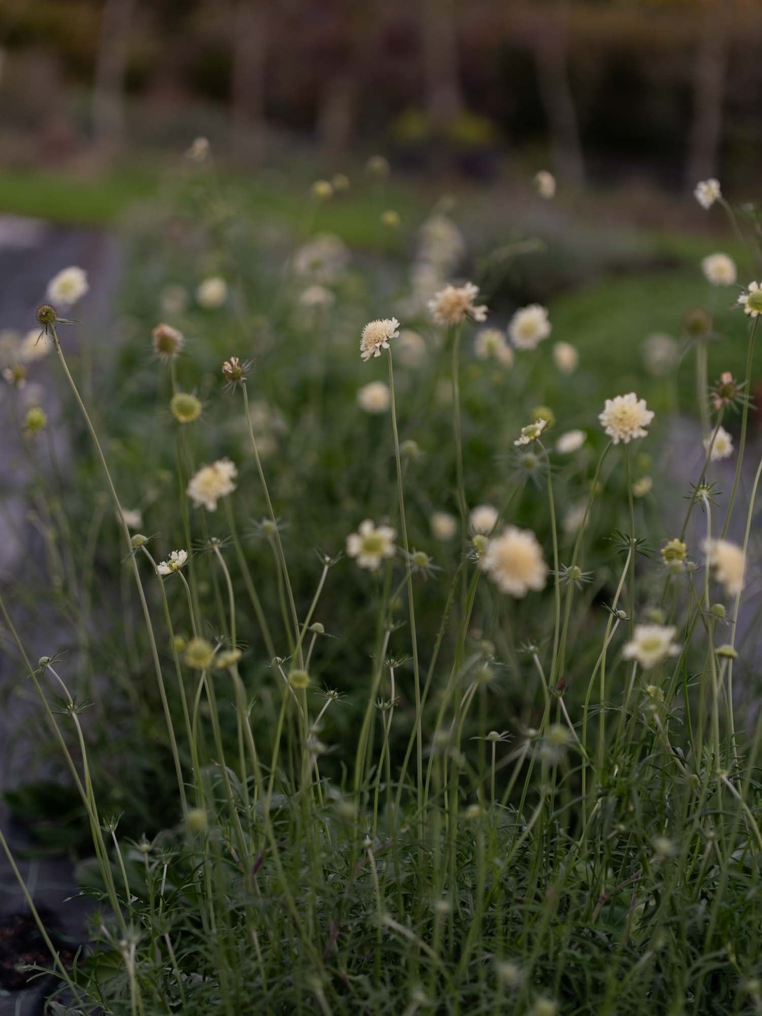 SCABIOSA ochroleuca -  PLANTS