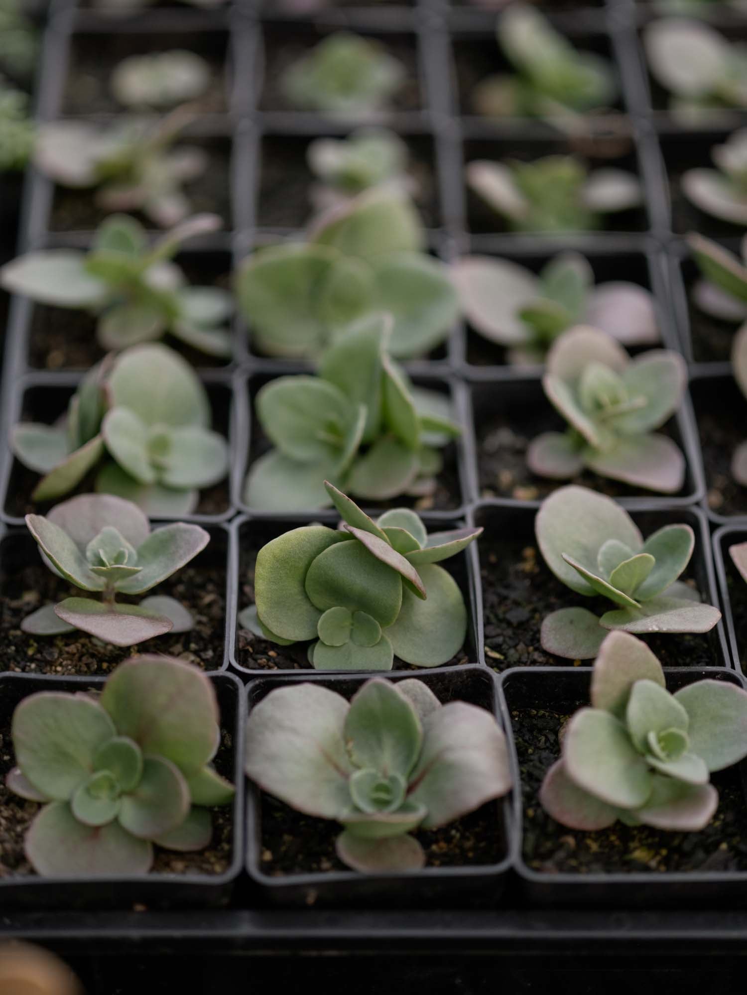 SEDUM - Turkish Delight - PLANTS