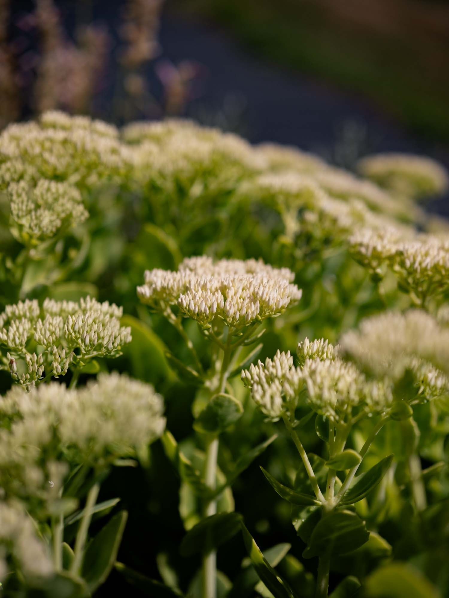 SEDUM - White - PLANTS