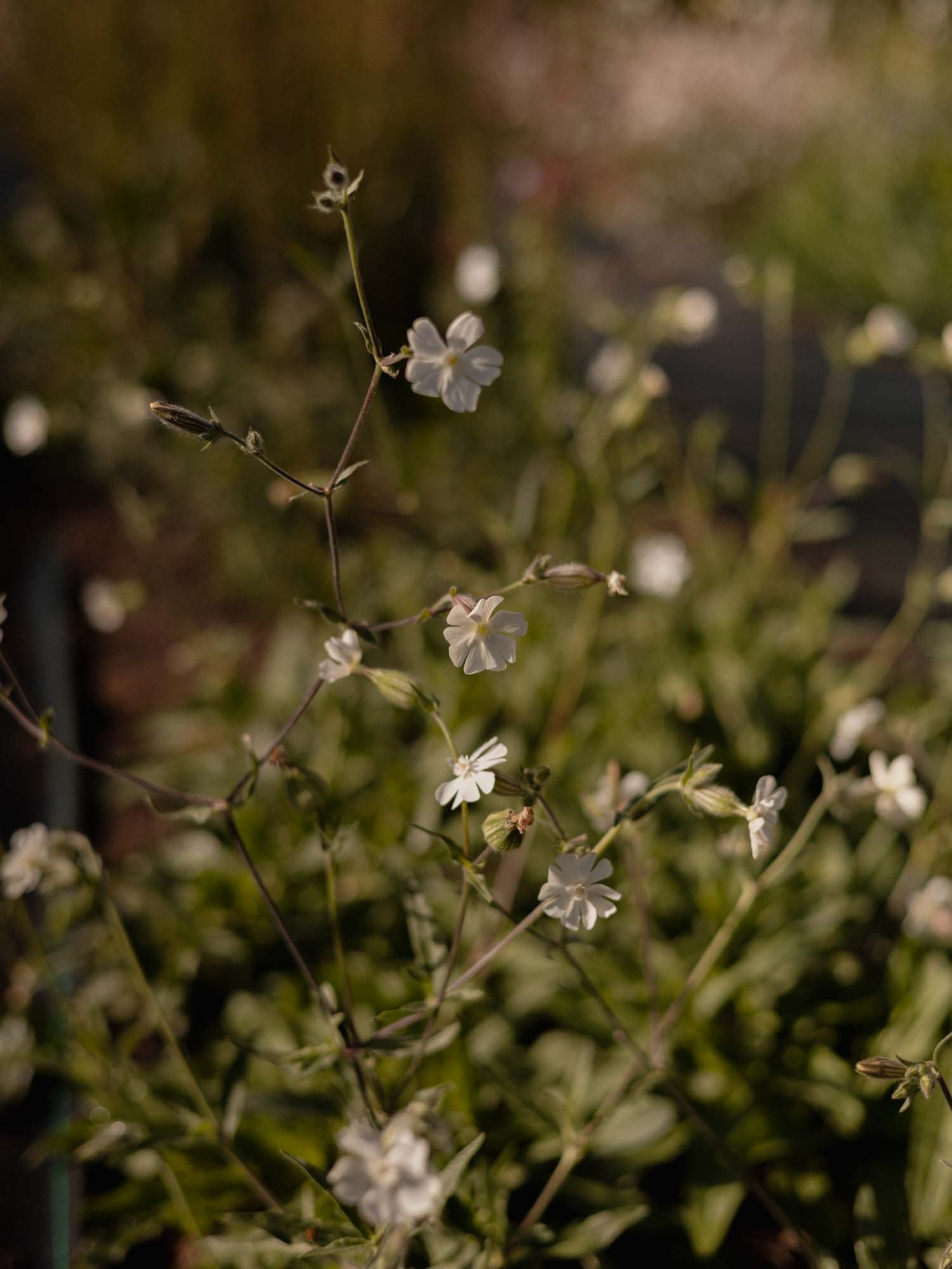 SILENE Alba - PLANTS
