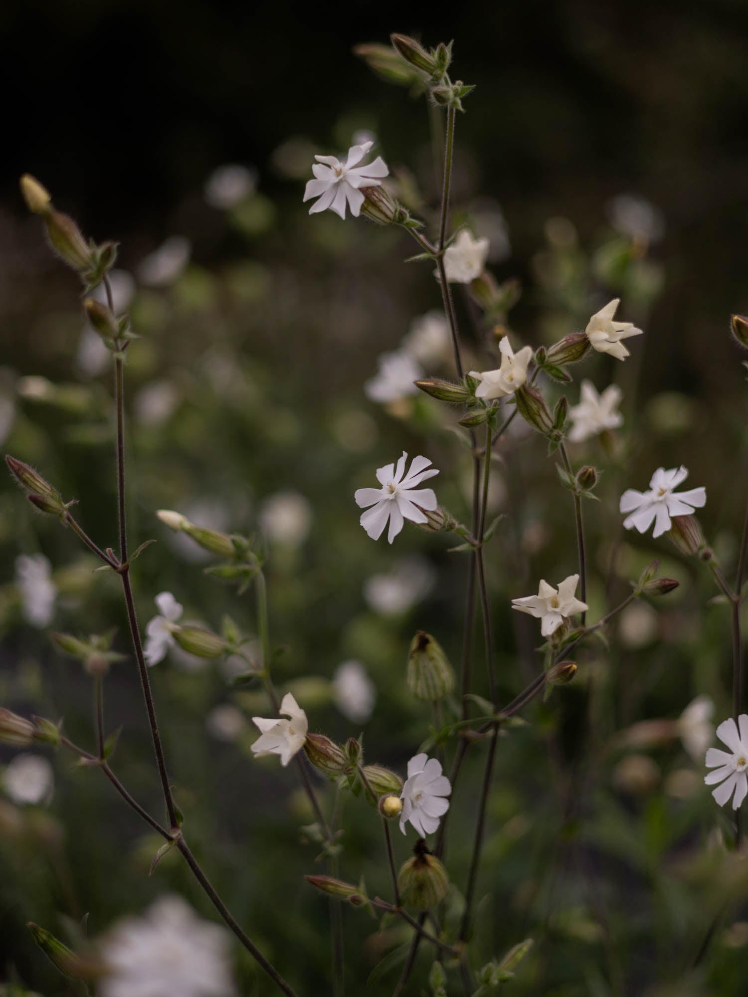 SILENE Alba - PLANTS