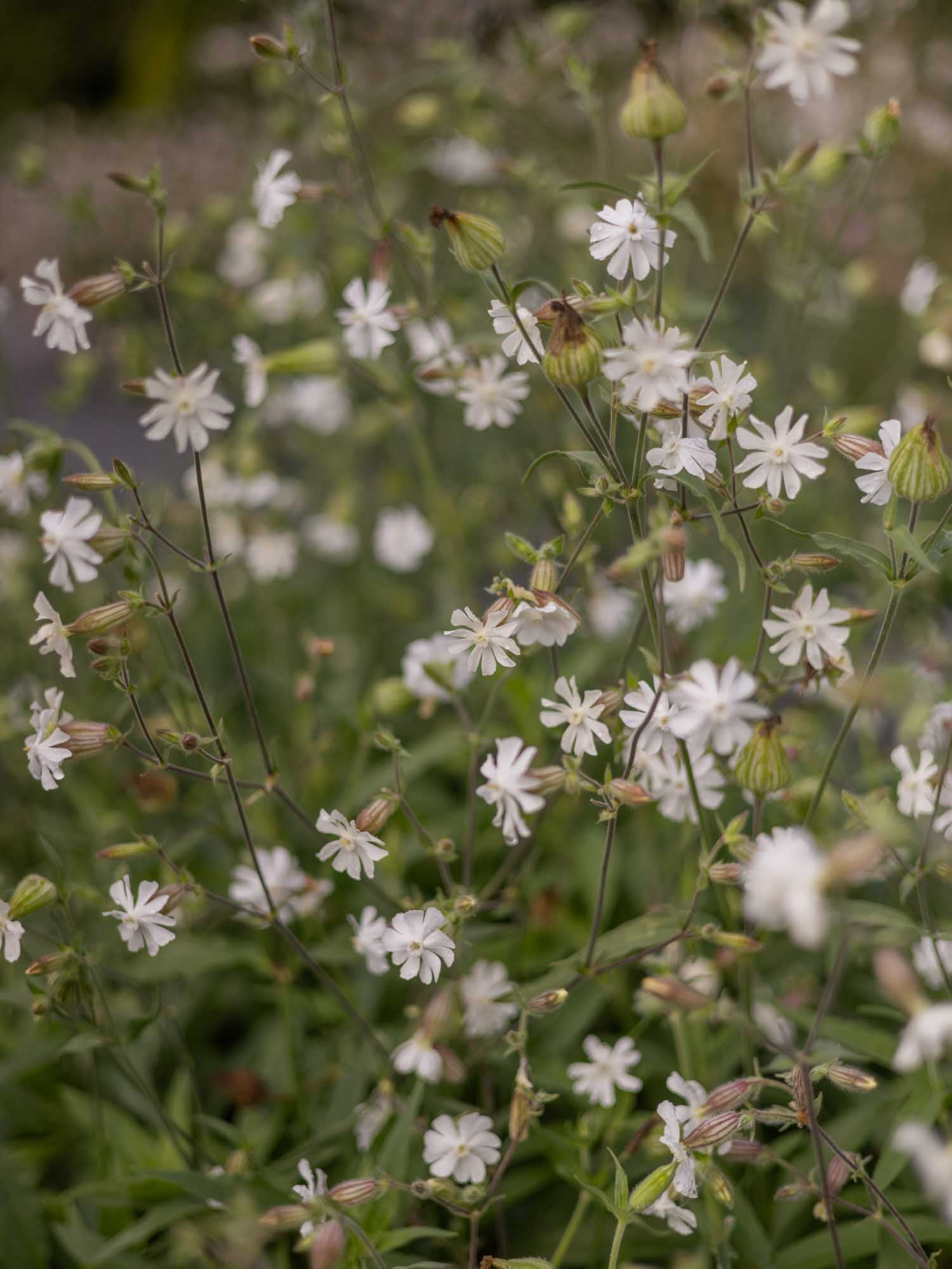 SILENE Alba - PLANTS