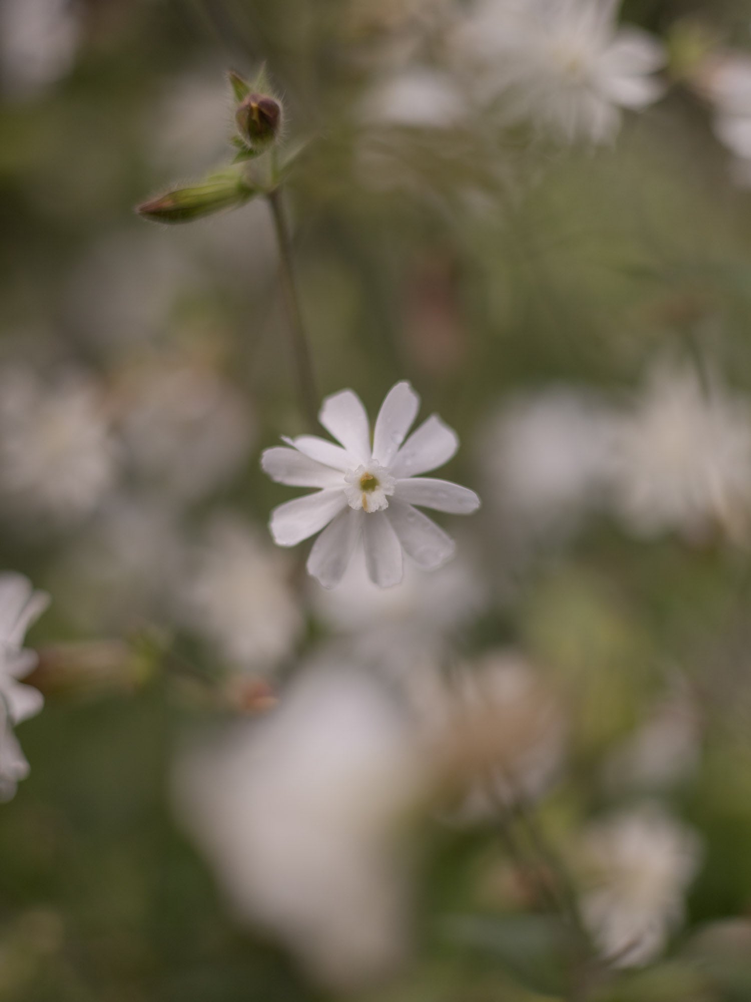 SILENE Alba - PLANTS