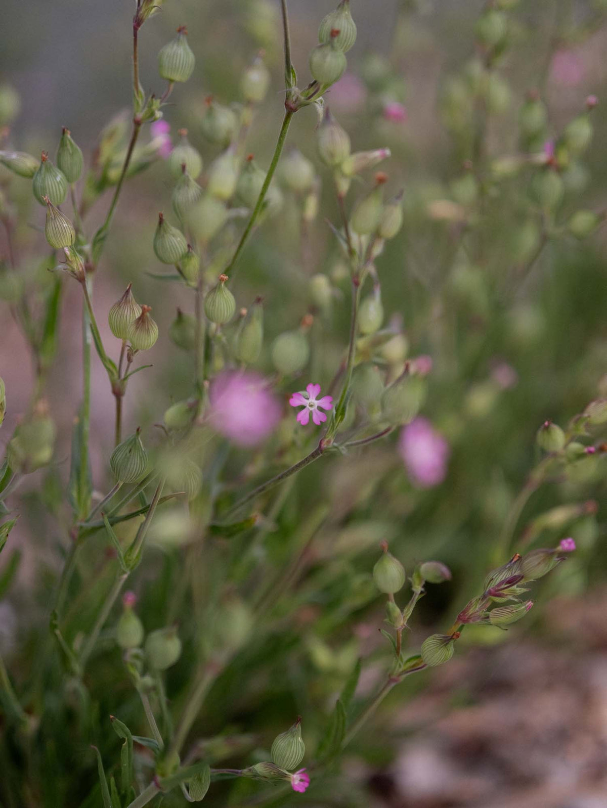 SILENE balletje -PLANTS