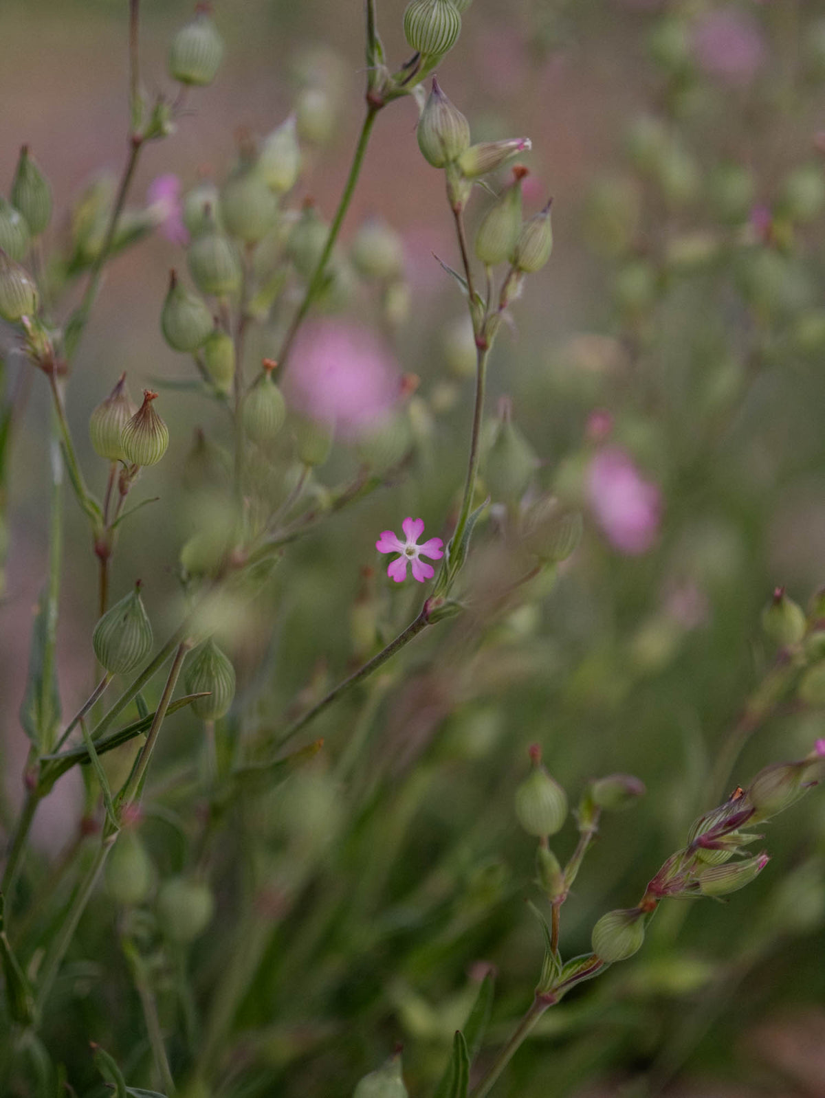 SILENE balletje -PLANTS