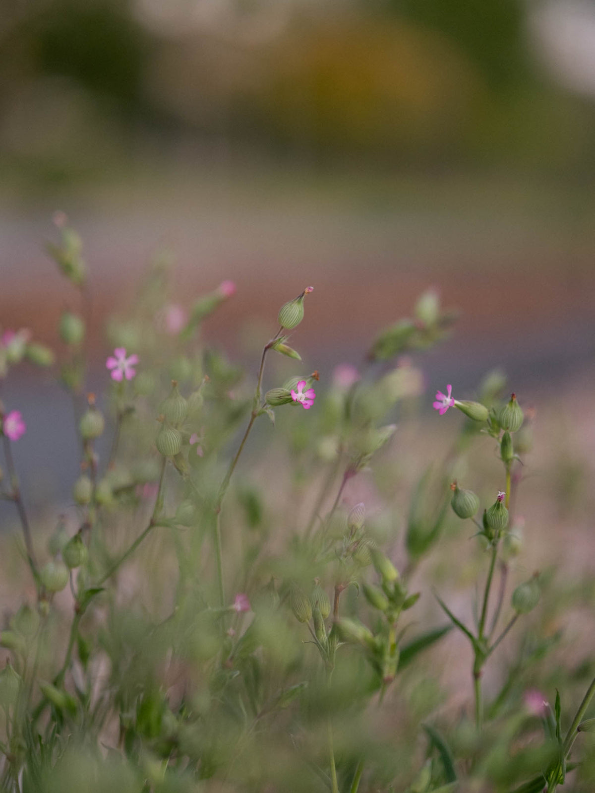 SILENE balletje -PLANTS