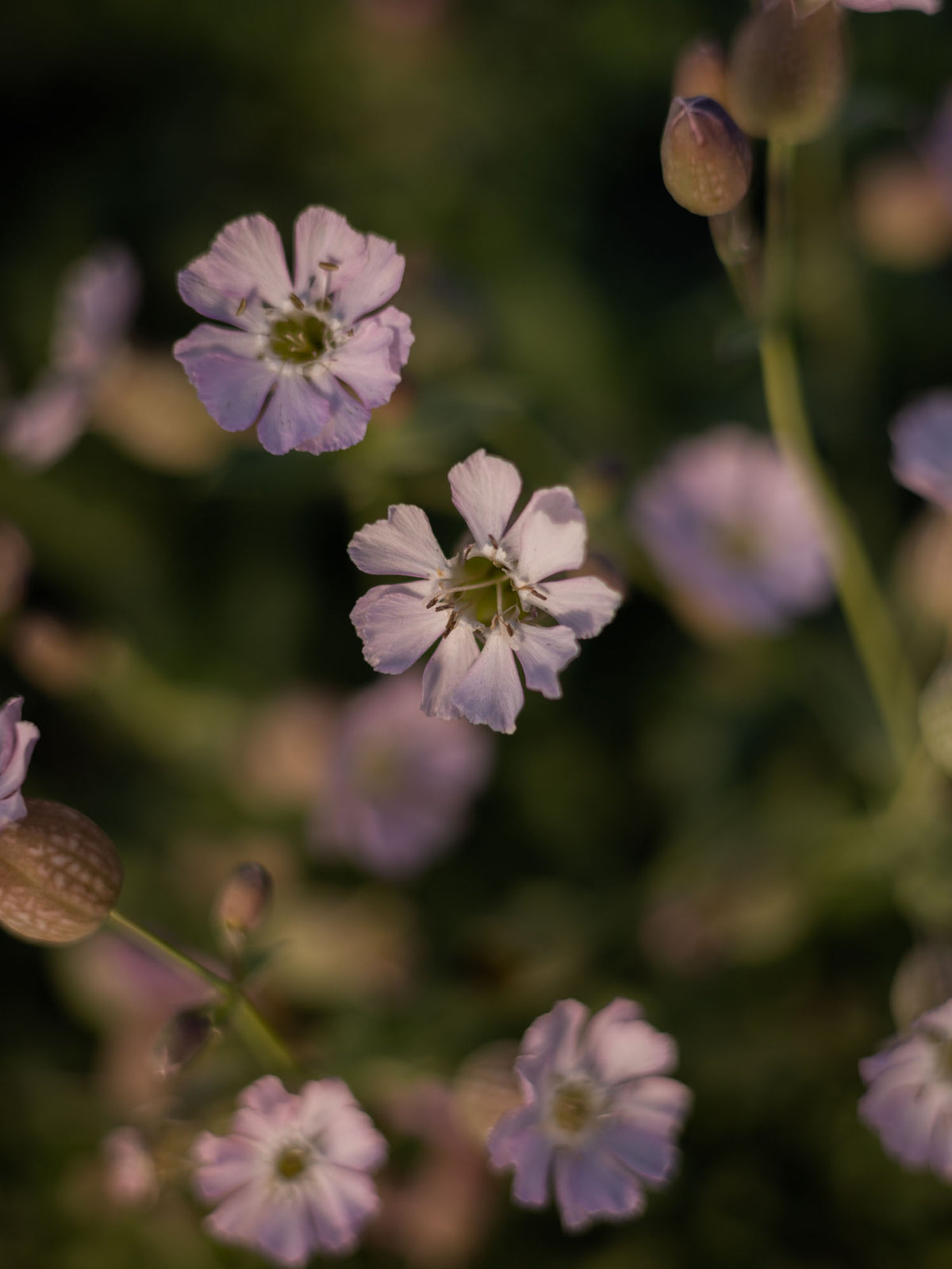 SILENE uniflora - Compacta - PLANTS