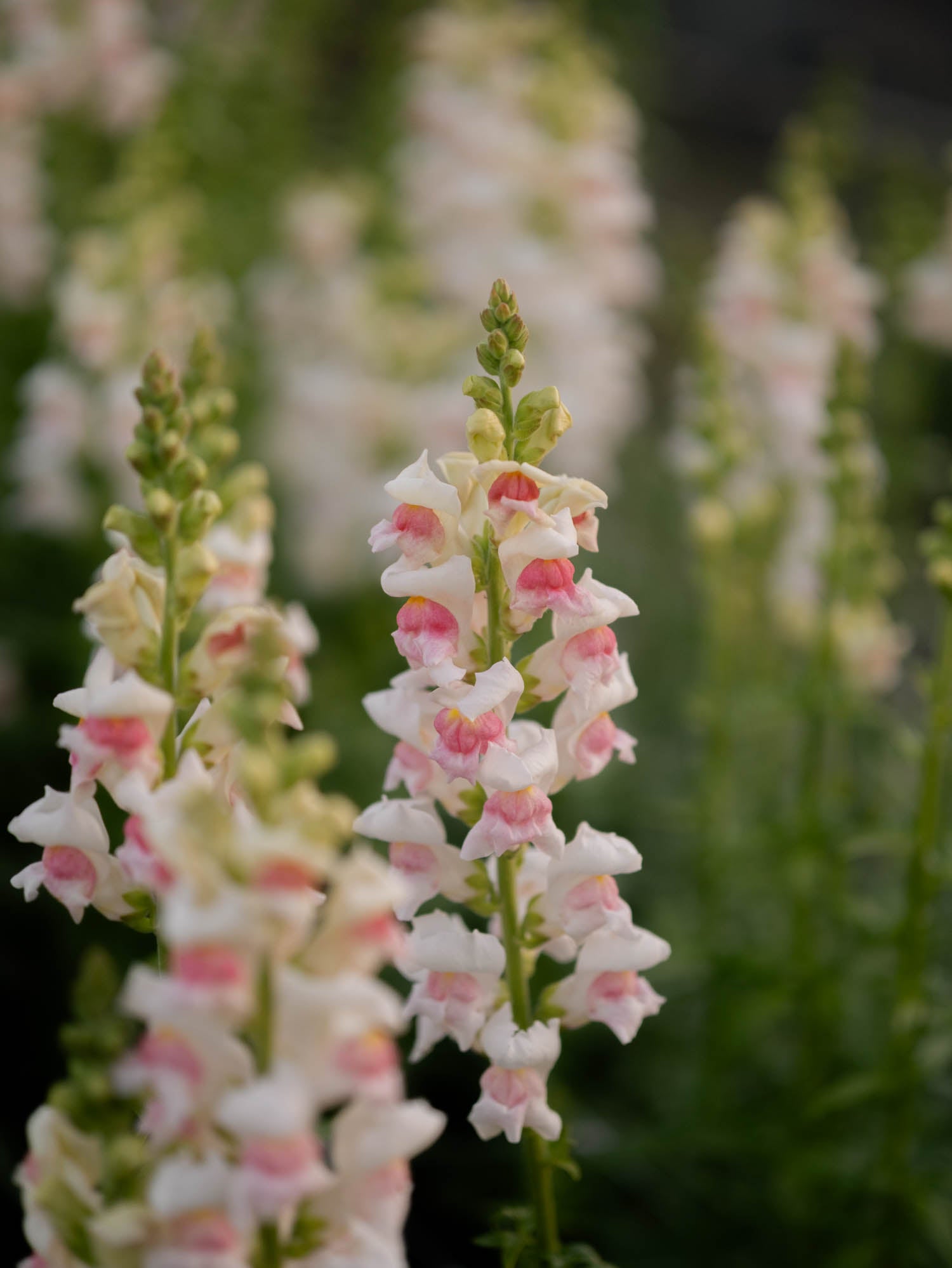 Snapdragon - Maryland Appleblossom