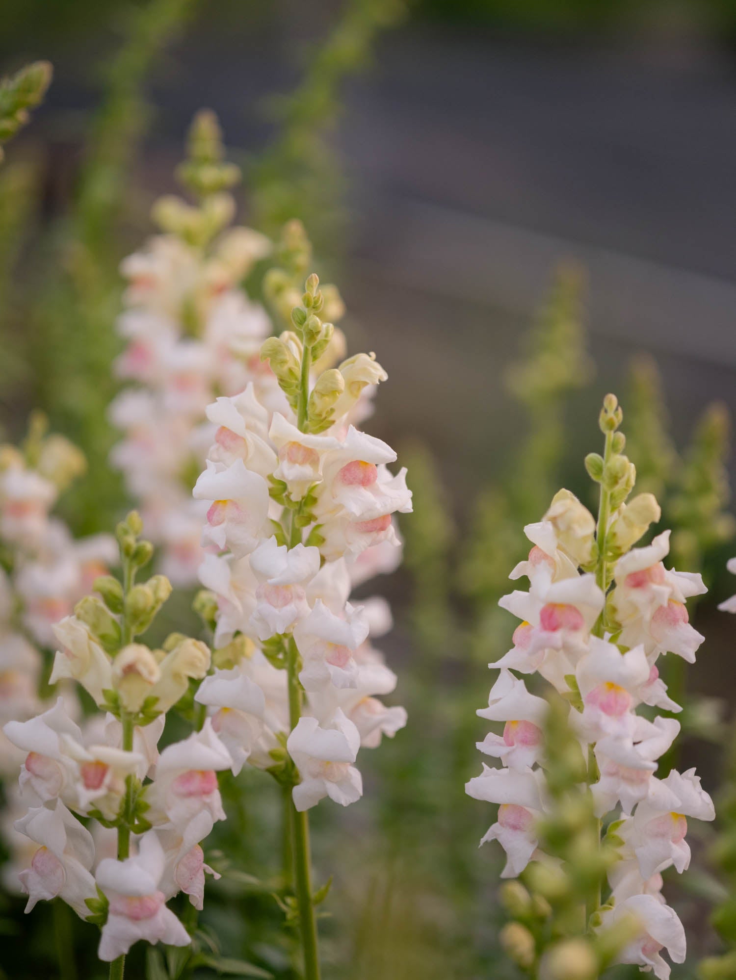 Snapdragon - Maryland Appleblossom