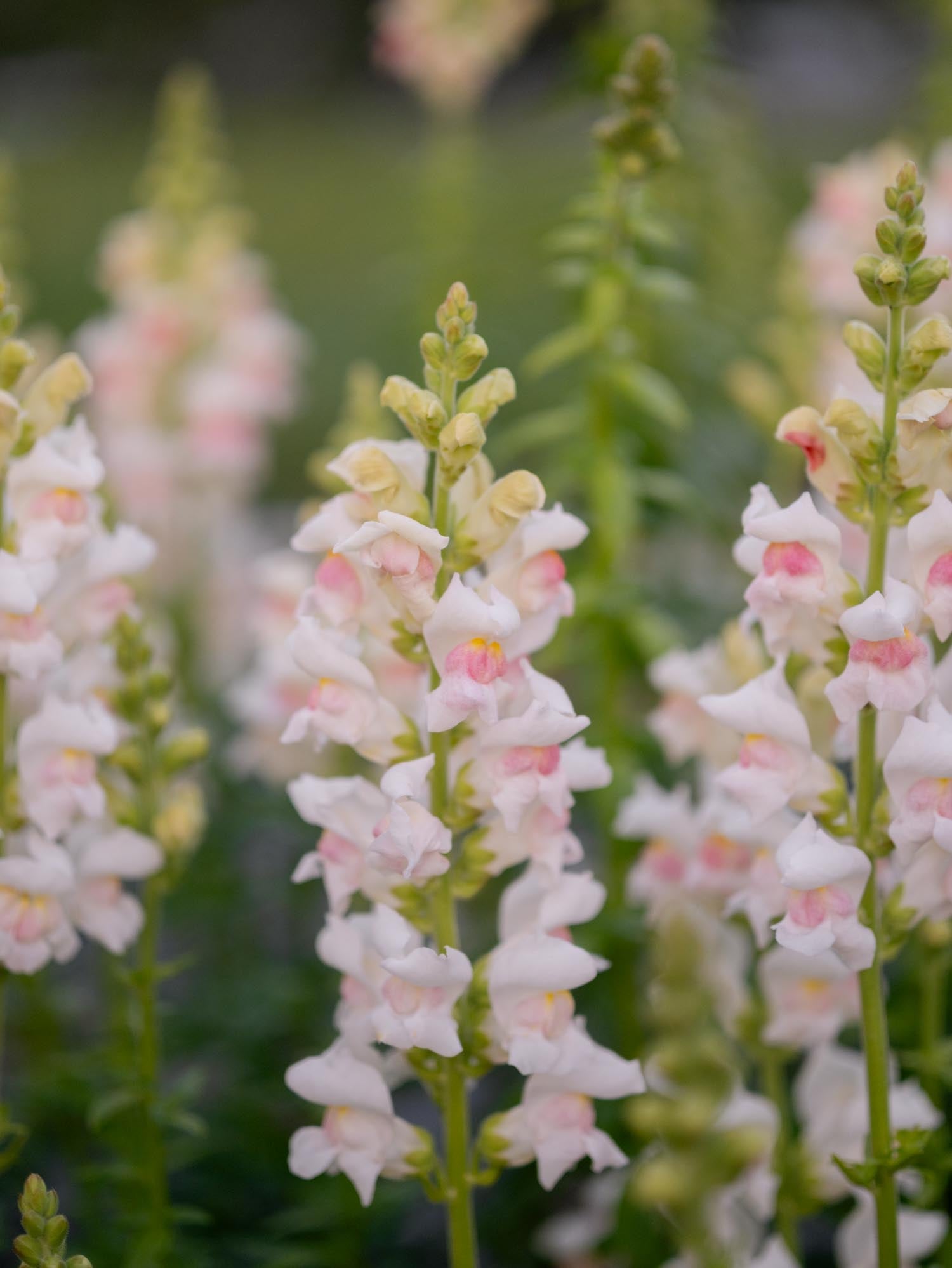 Snapdragon - Maryland Appleblossom