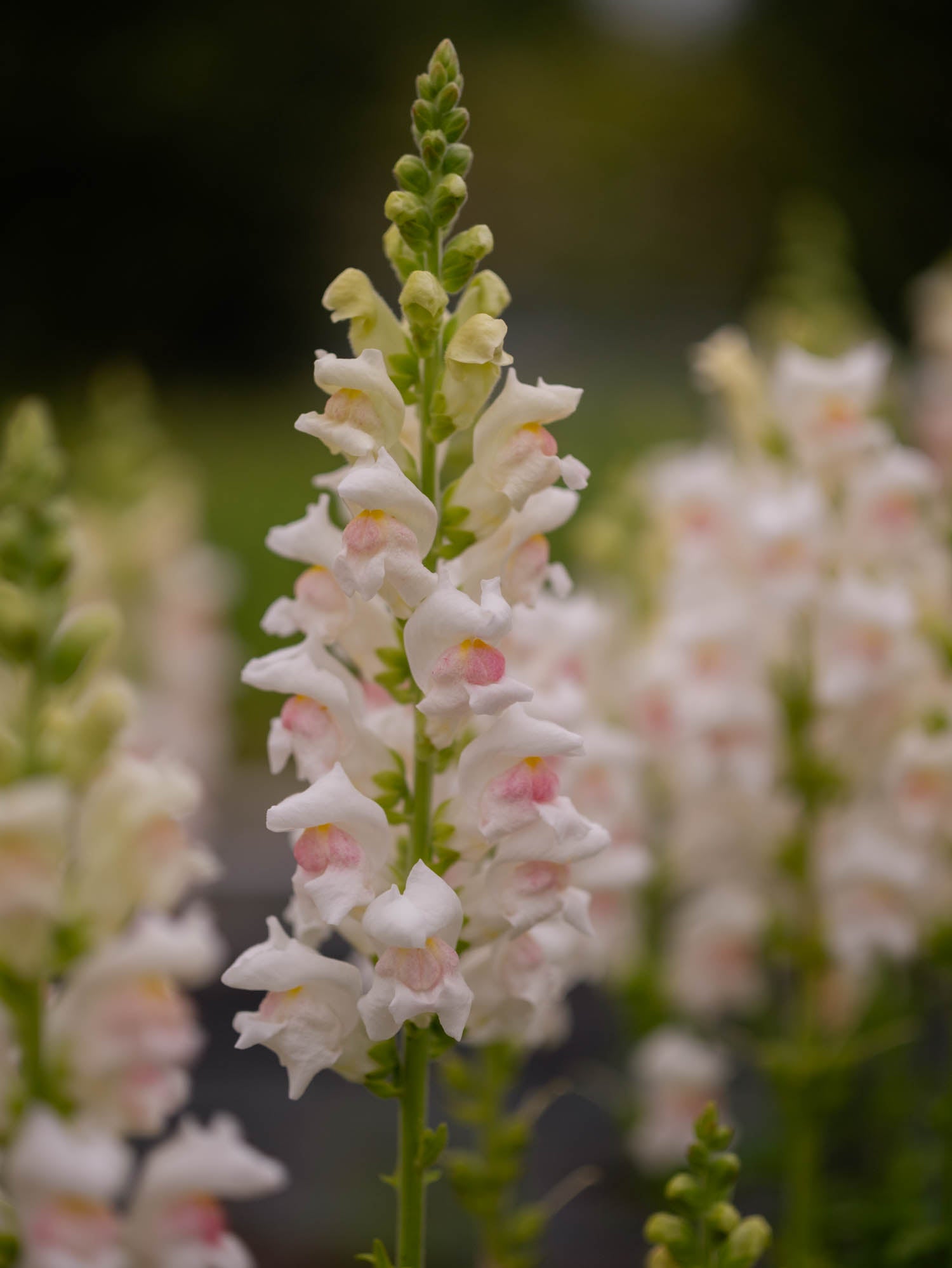 Snapdragon - Maryland Appleblossom