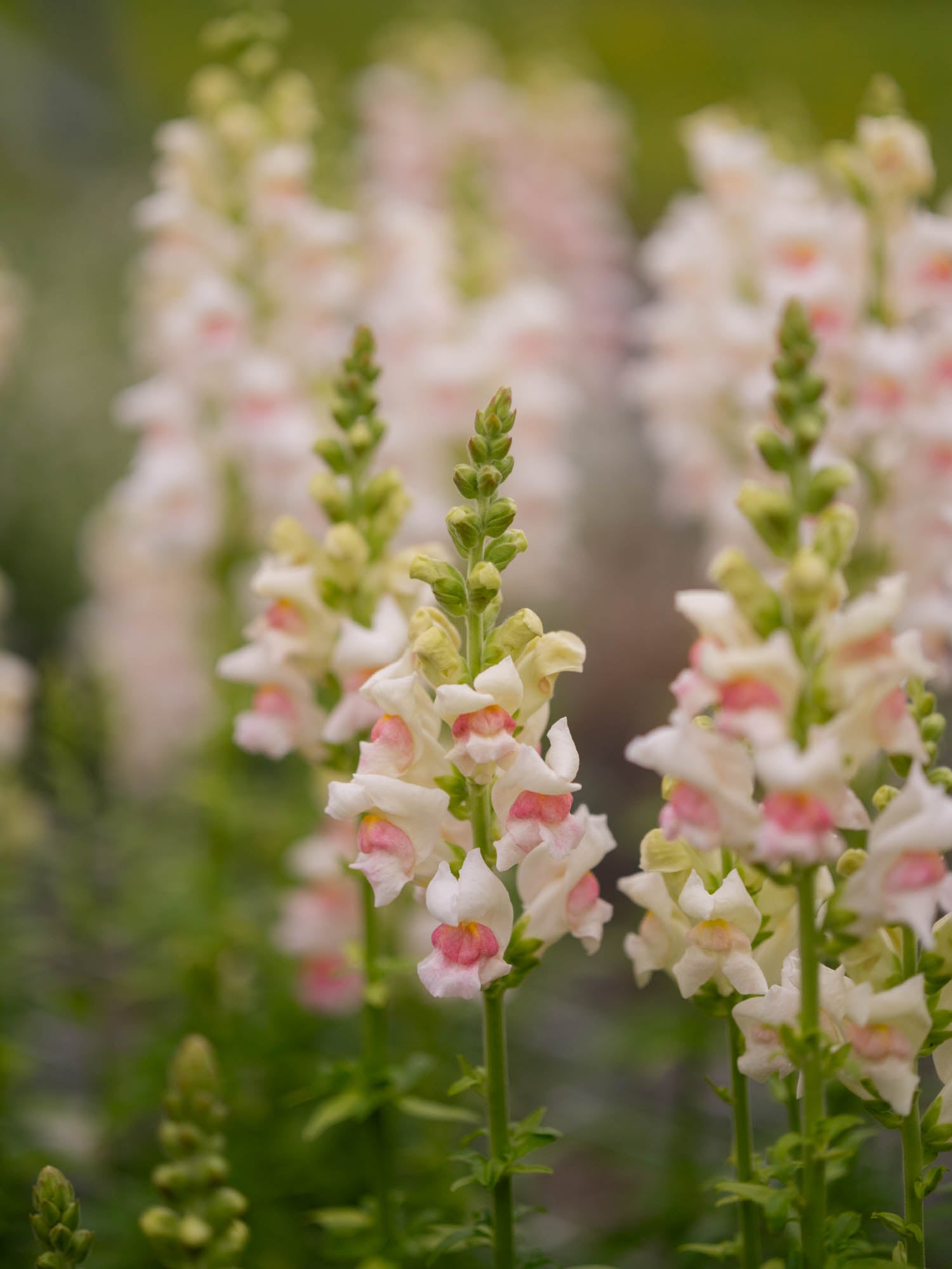 Snapdragon - Maryland Appleblossom