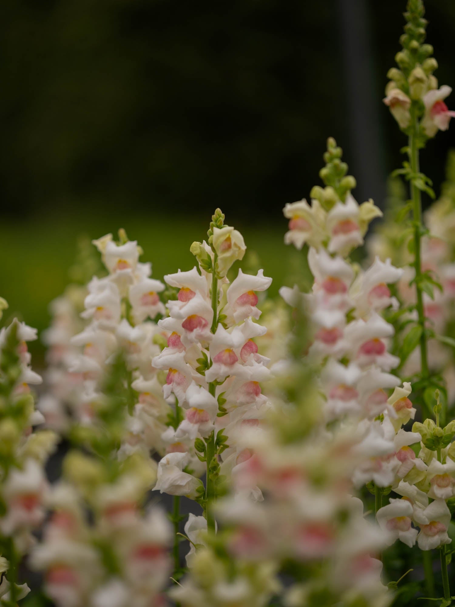 Snapdragon - Maryland Appleblossom