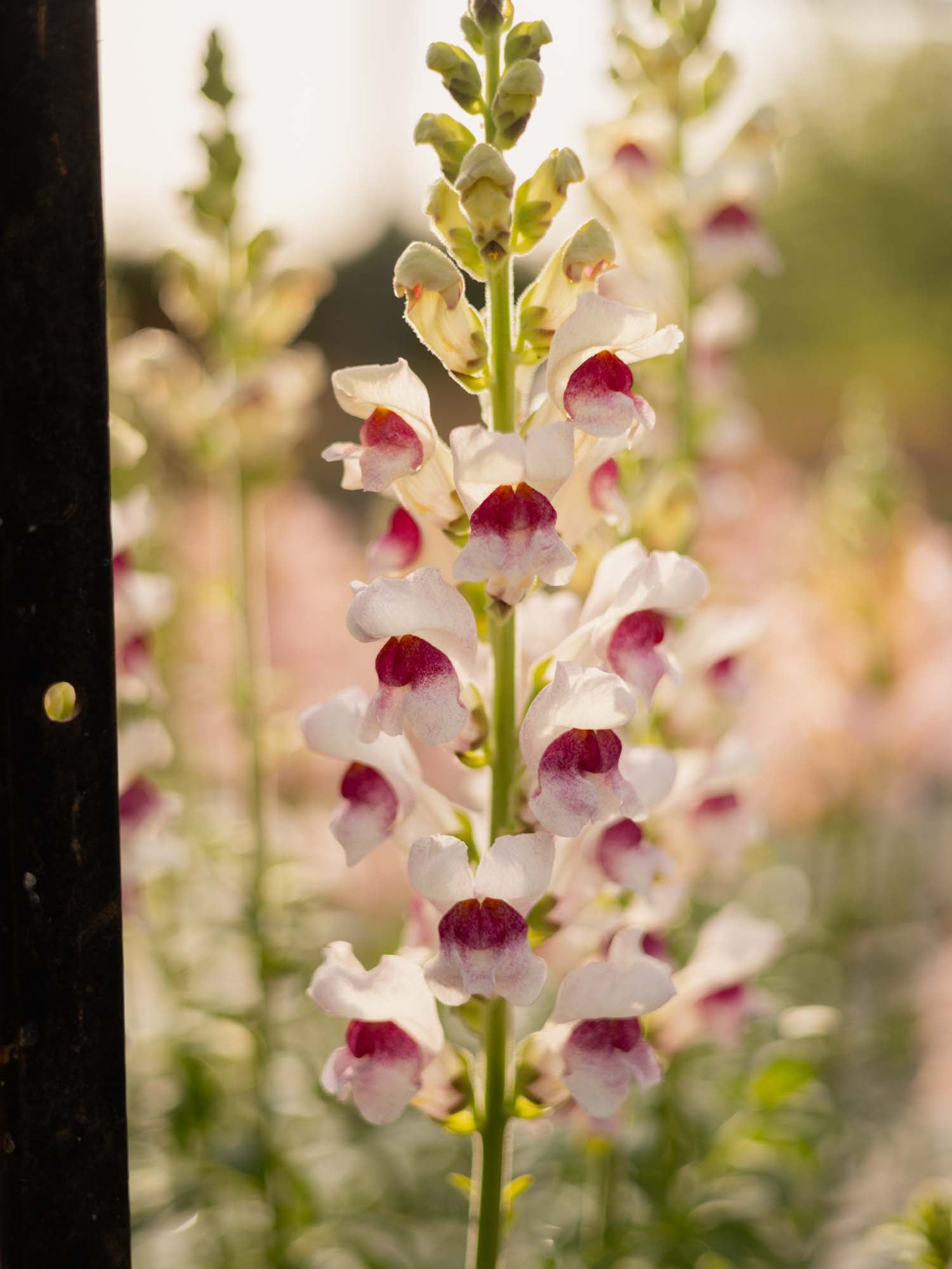Snapdragon - Maryland Plumblossom