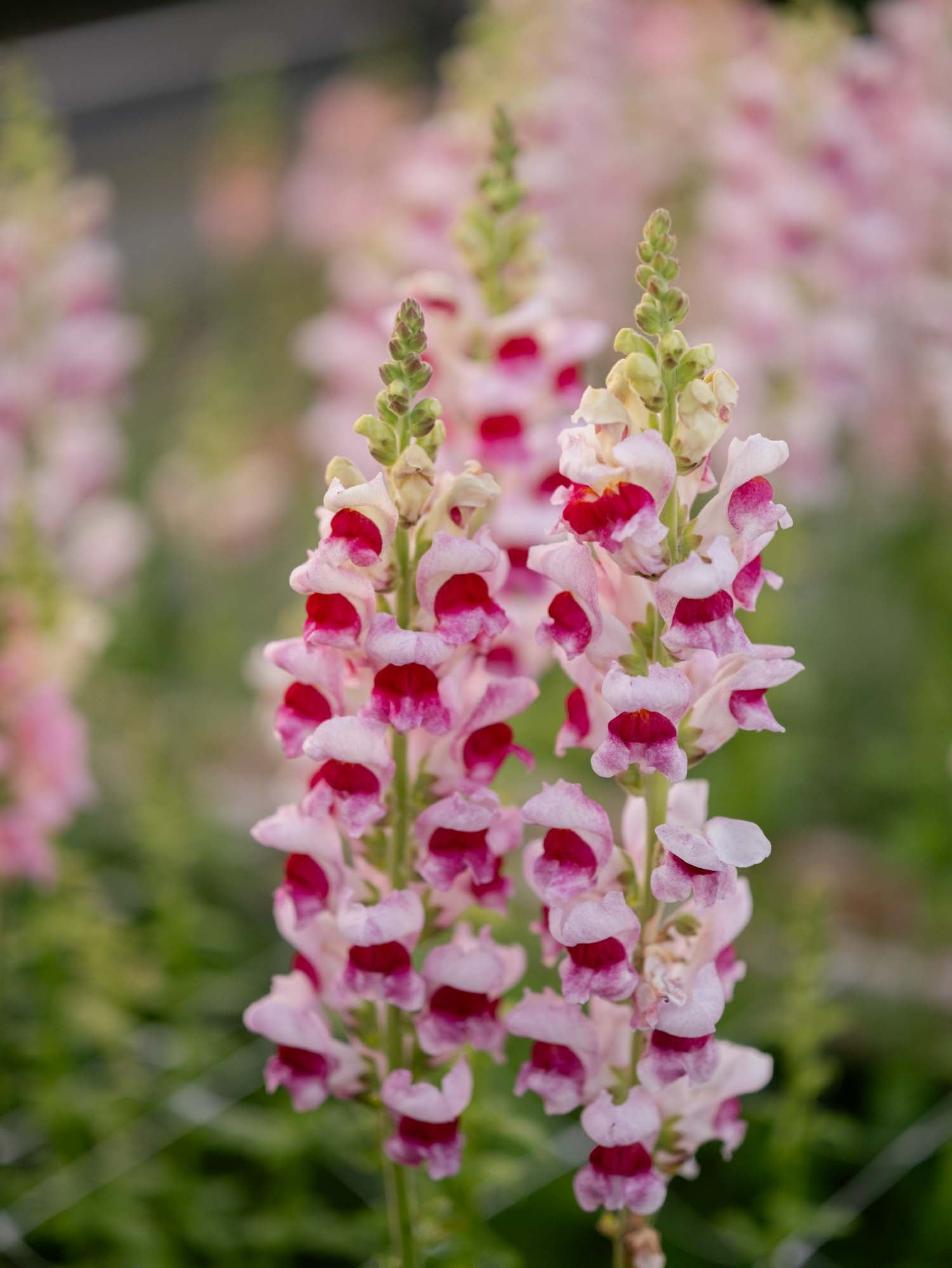 Snapdragon - Maryland Plumblossom