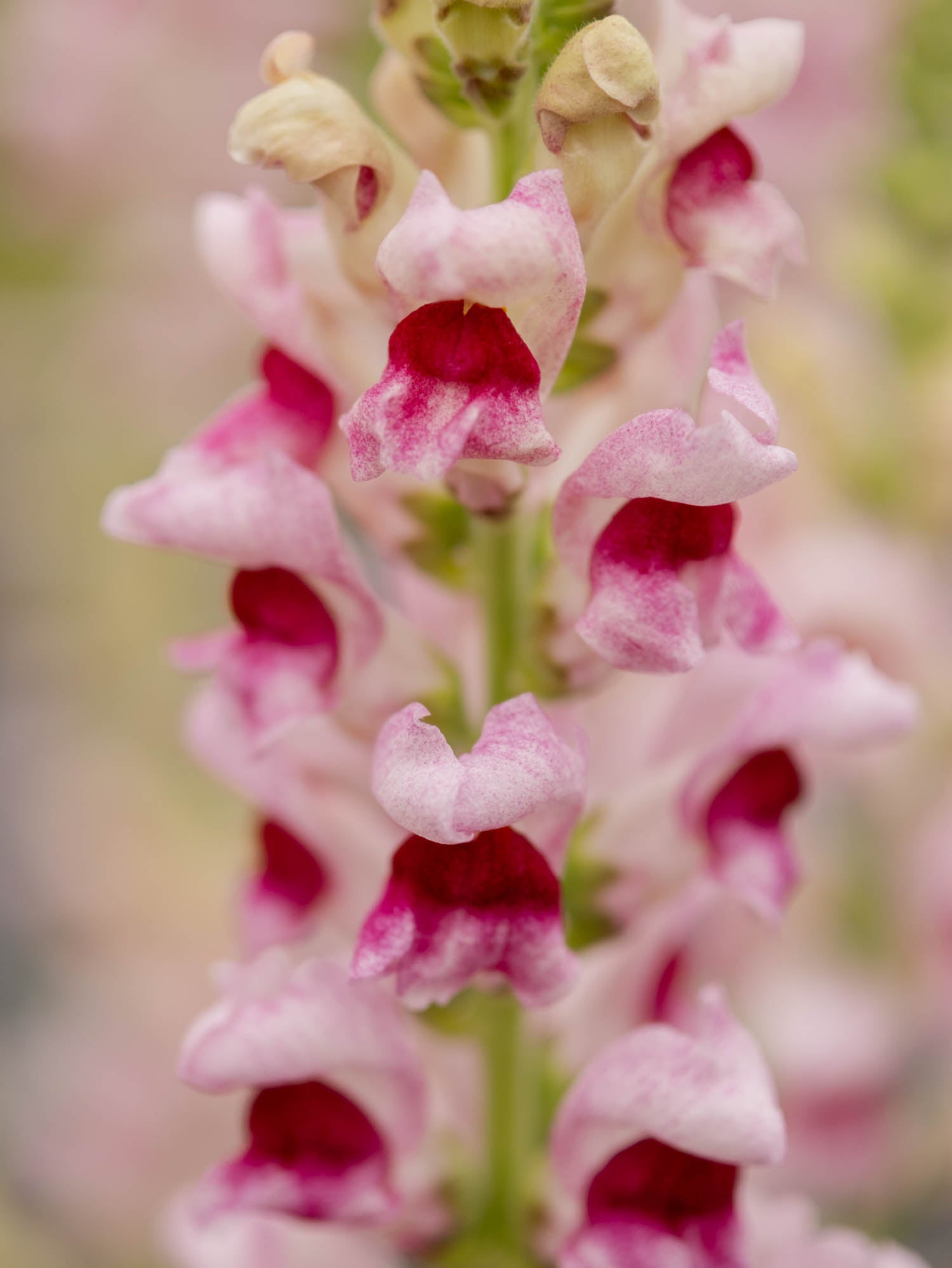 Snapdragon - Maryland Plumblossom