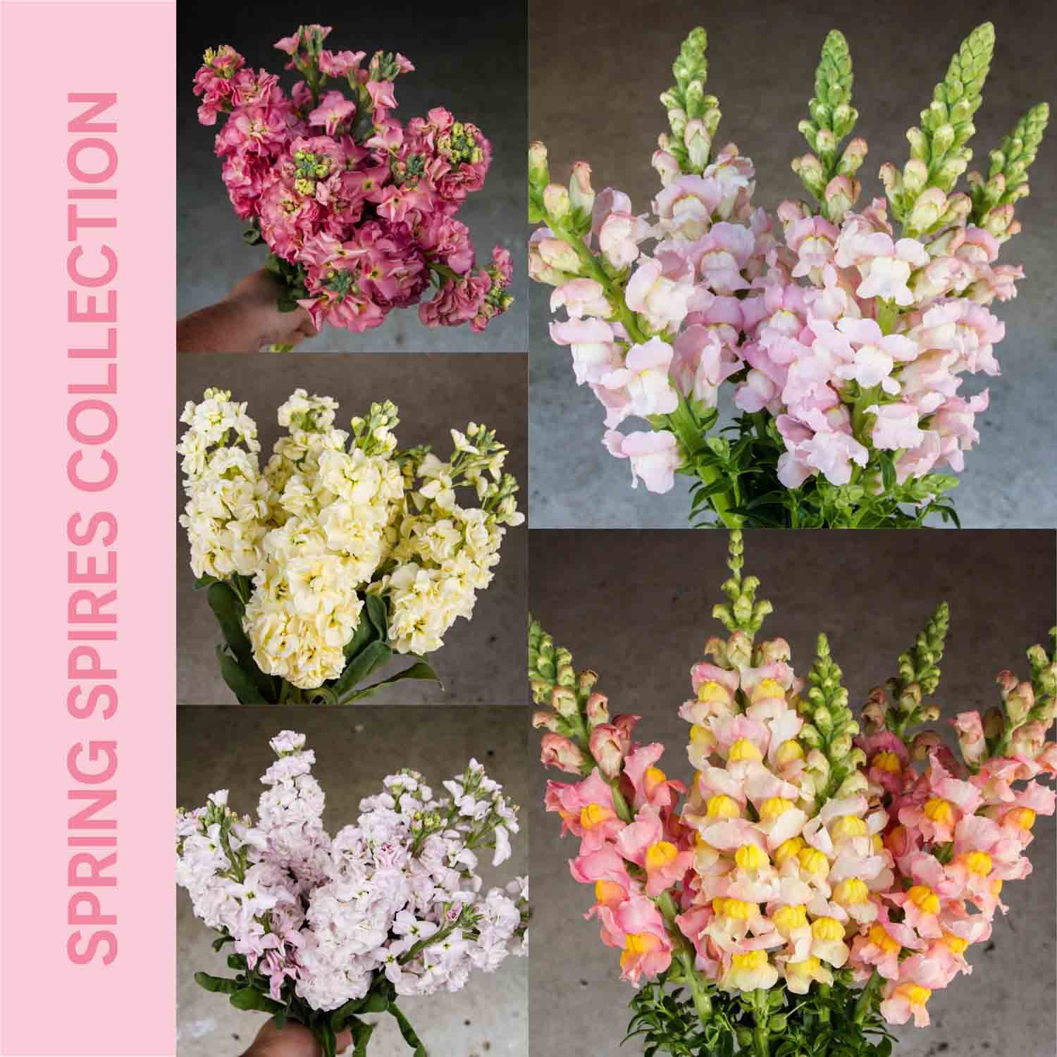 Plant Collection - SPRING SPIRES