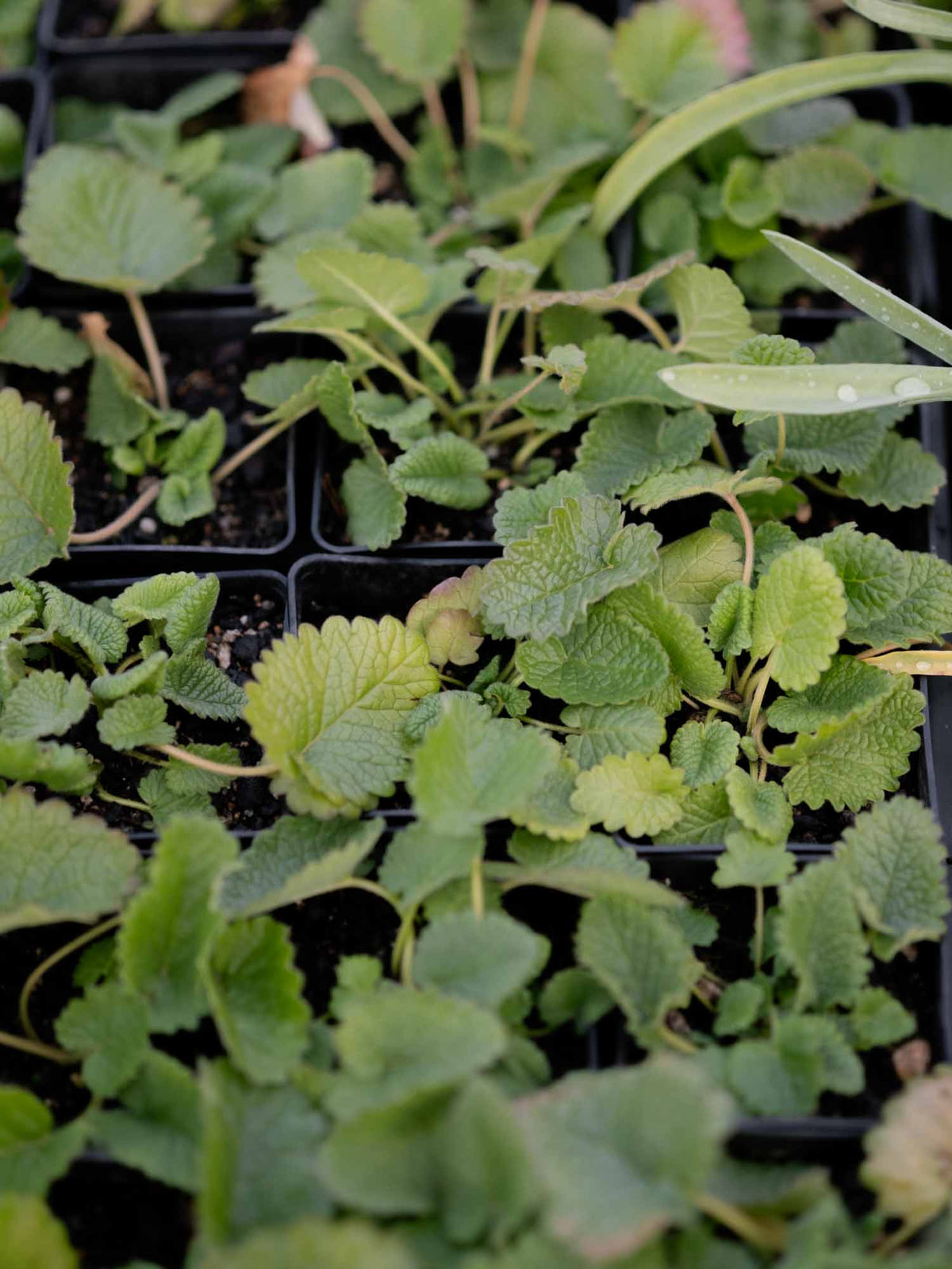 STACHYS - Morning Blush - PLANTS