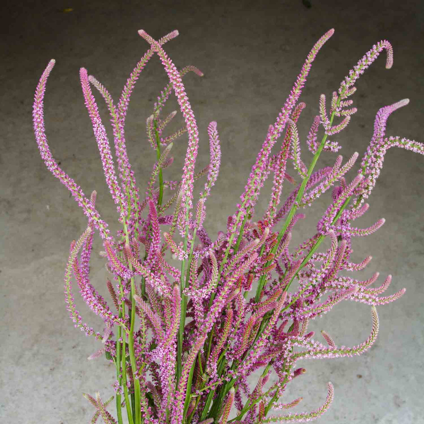 Statice Suworowii Rose Pink