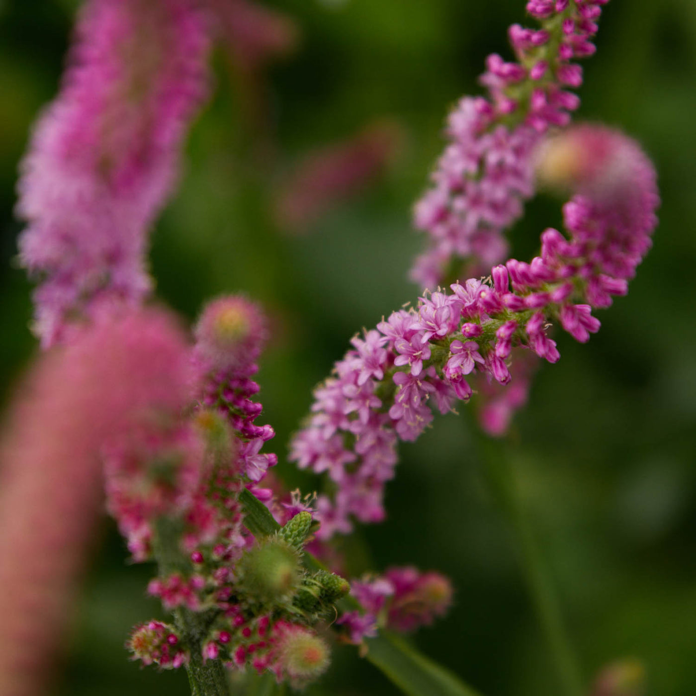 Statice Suworowii Rose Pink