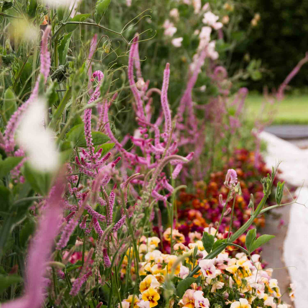 STATICE SUWOROWII Rose Pink PLANTS