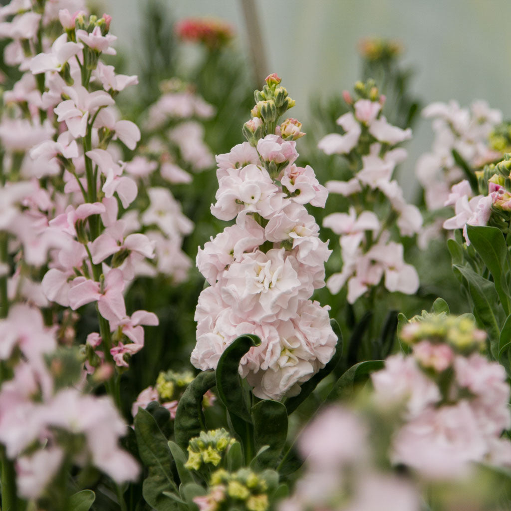 STOCK - StoX Silver - PLANTS