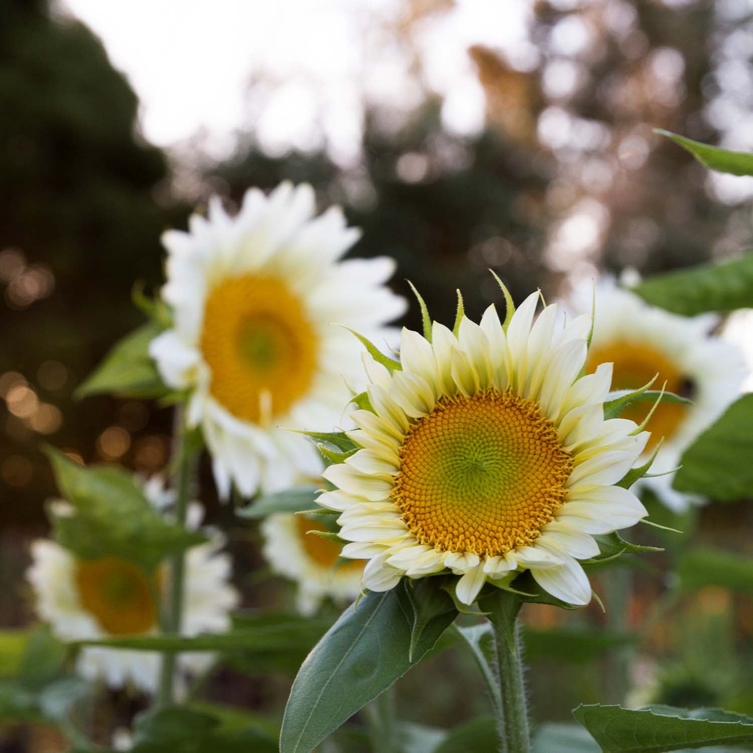 Sunflower - PC White Lite (GOLD CENTRE)