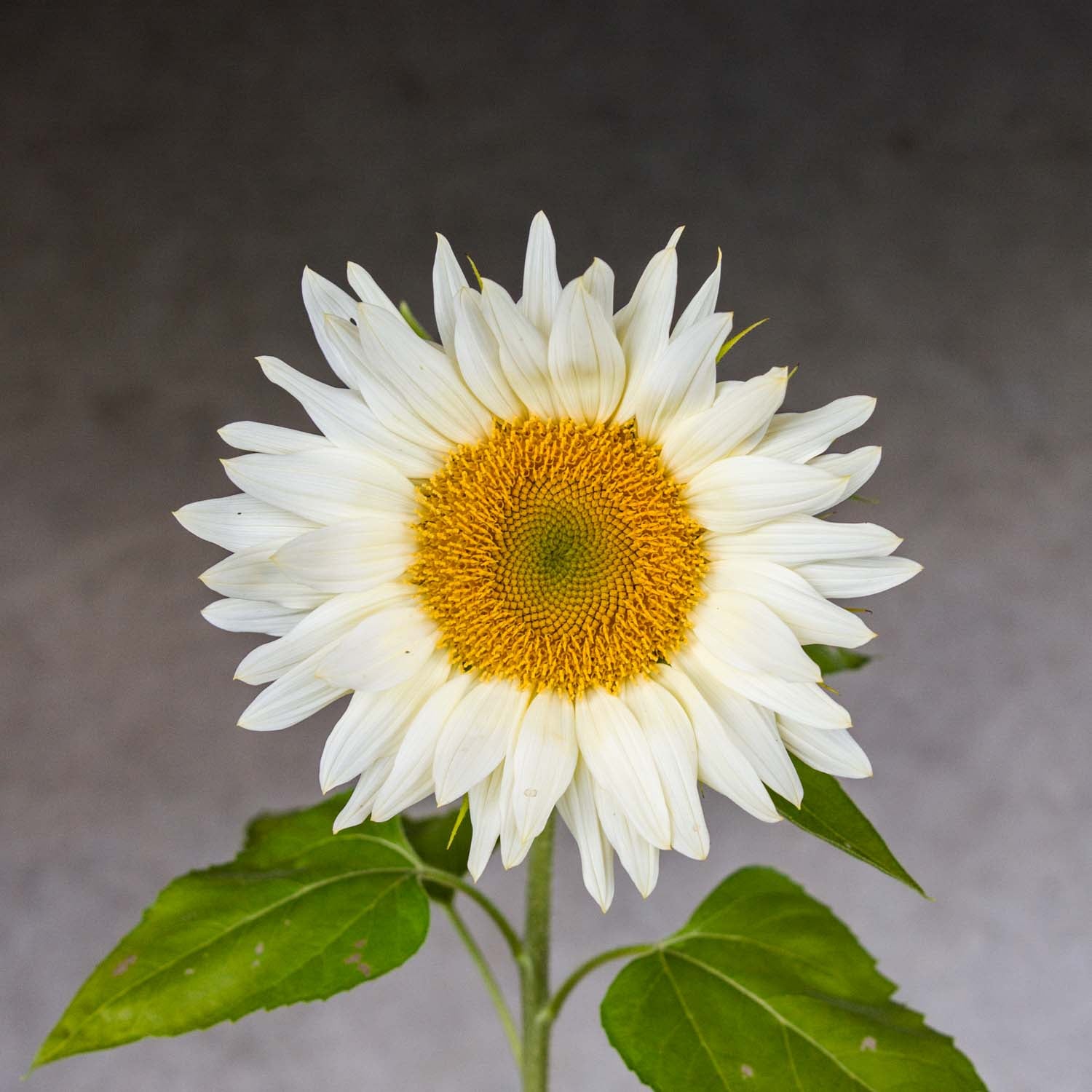 Sunflower - PC White Lite (GOLD CENTRE)