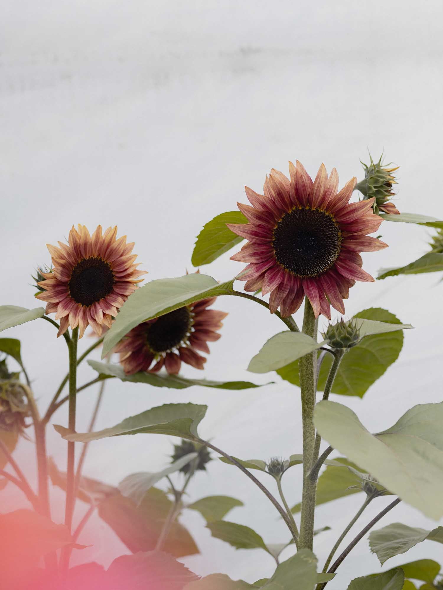 Sunflower - Ruby Eclipse