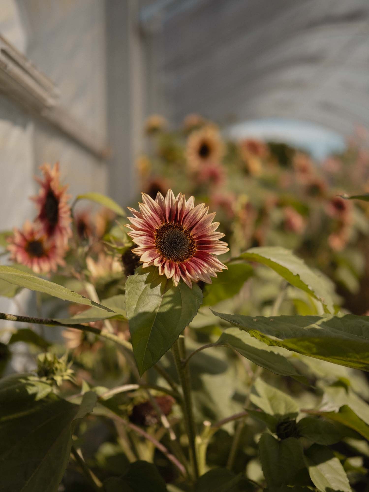Sunflower - Ruby Eclipse