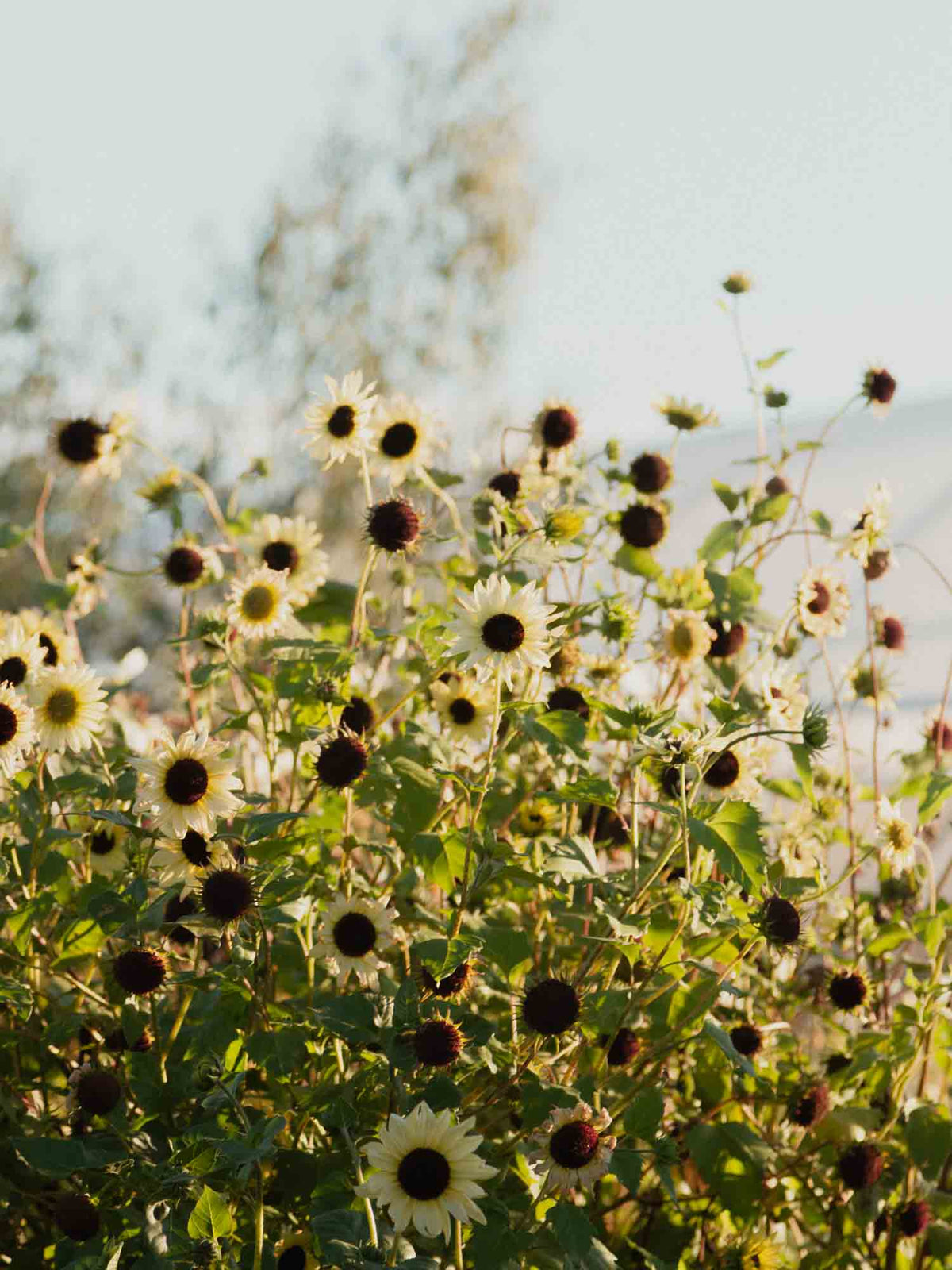 Sunflower - Vanilla Ice