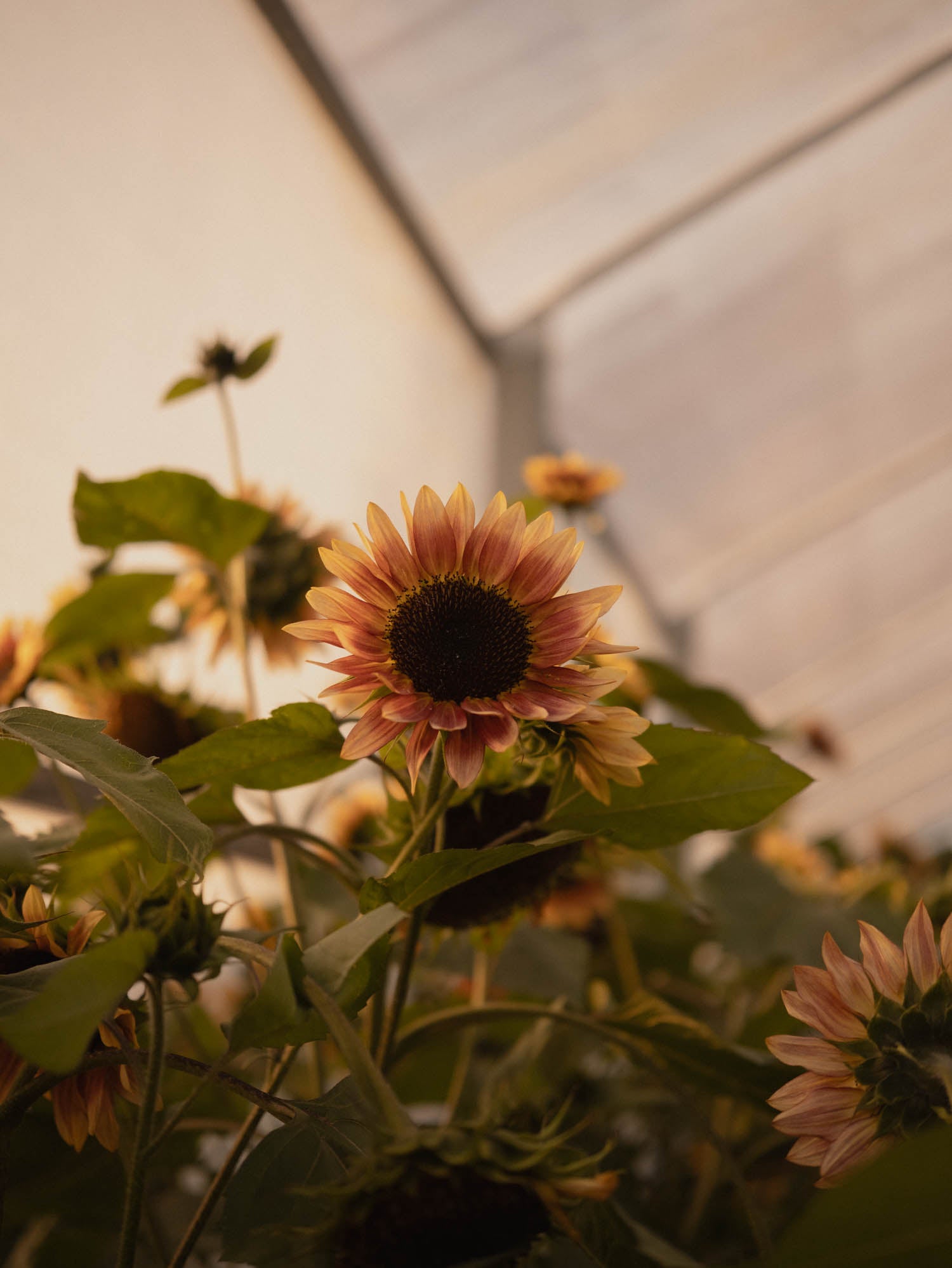 Sunflower - Cherry Rose