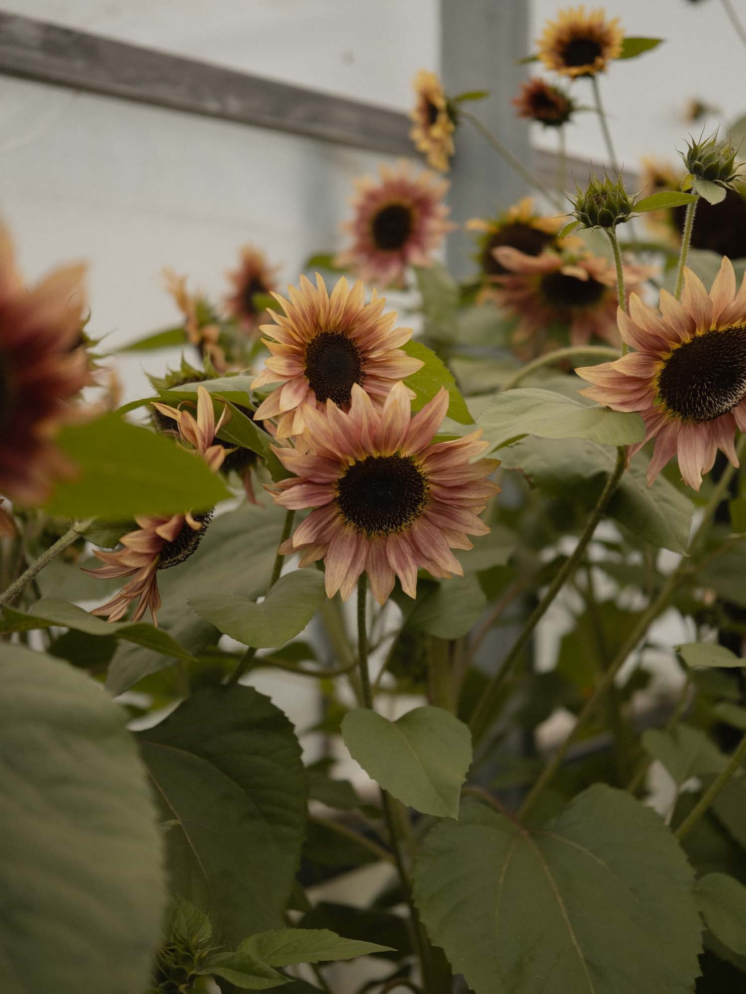 Sunflower - Cherry Rose