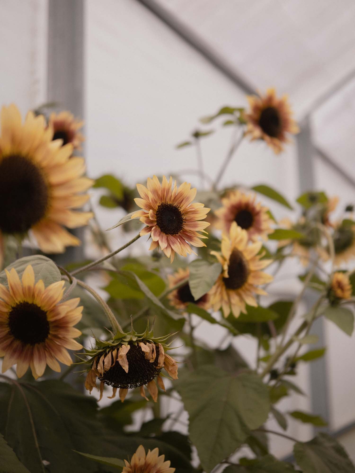 Sunflower - Cherry Rose