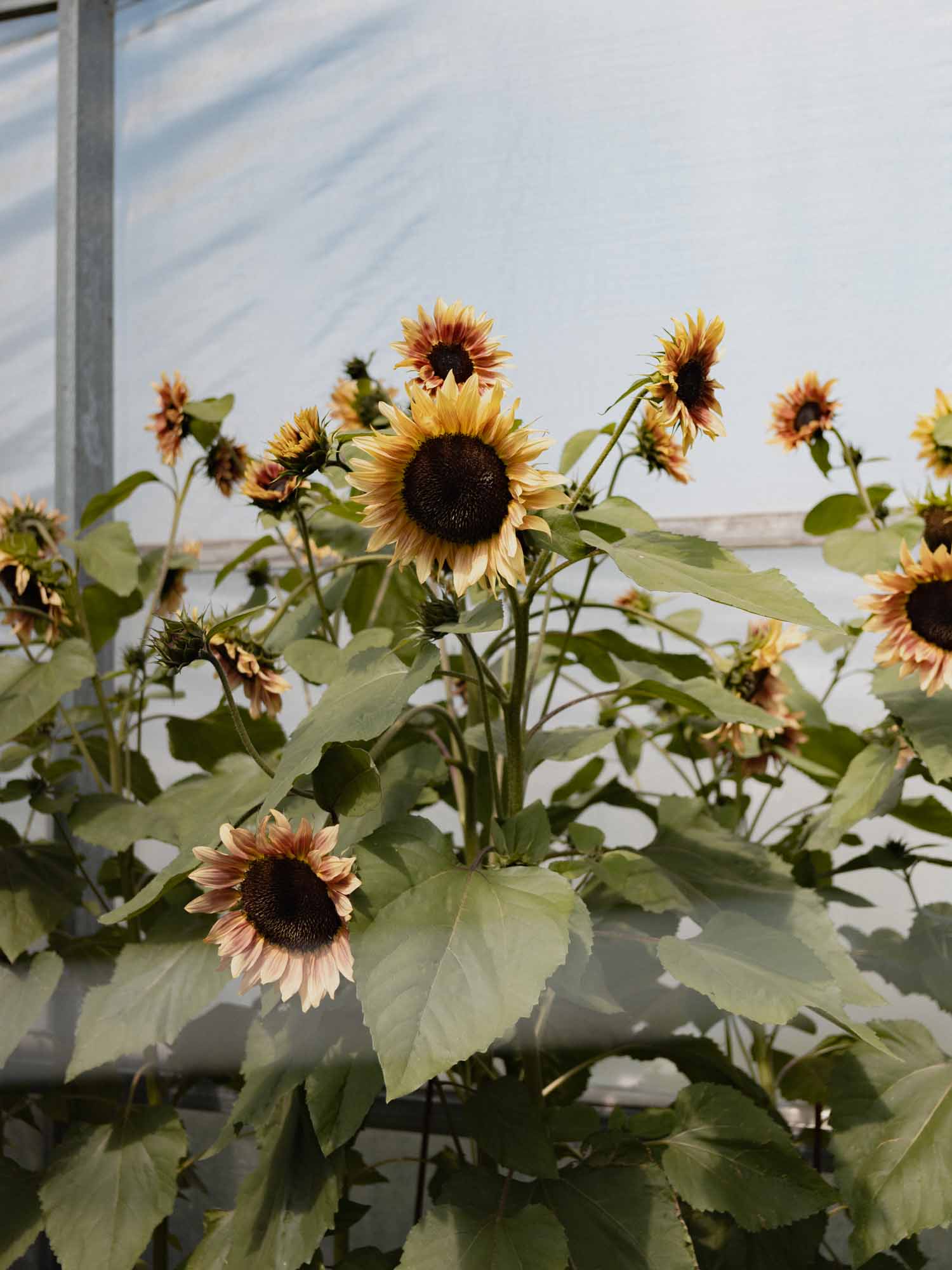 Sunflower - Cherry Rose