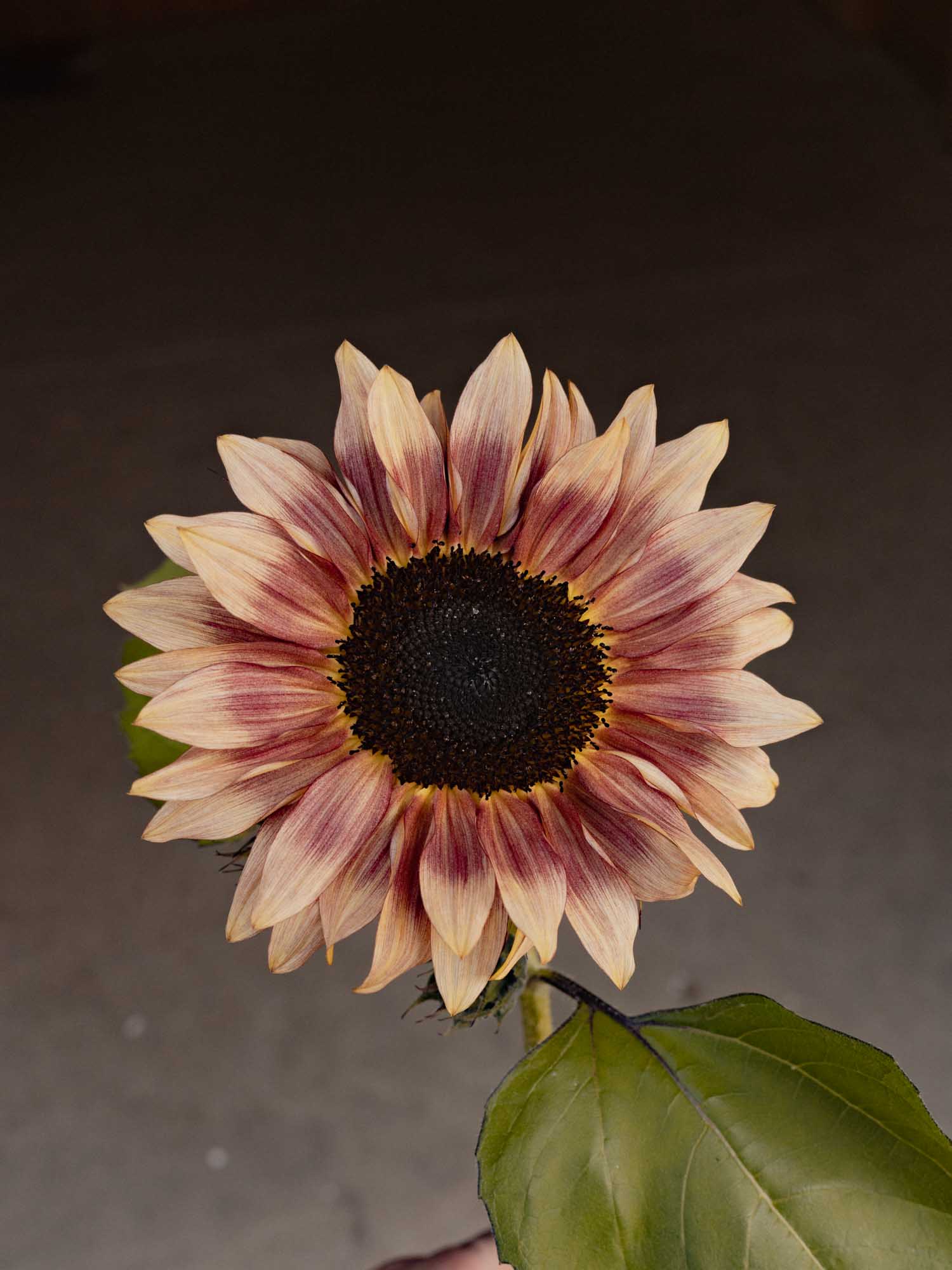 Sunflower - Cherry Rose