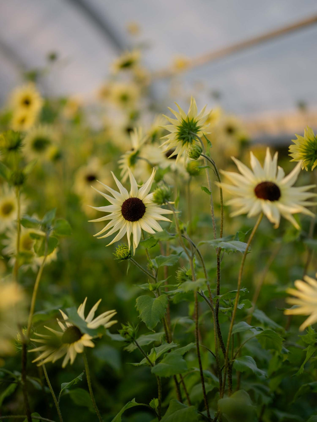 Sunflower - Vanilla Ice