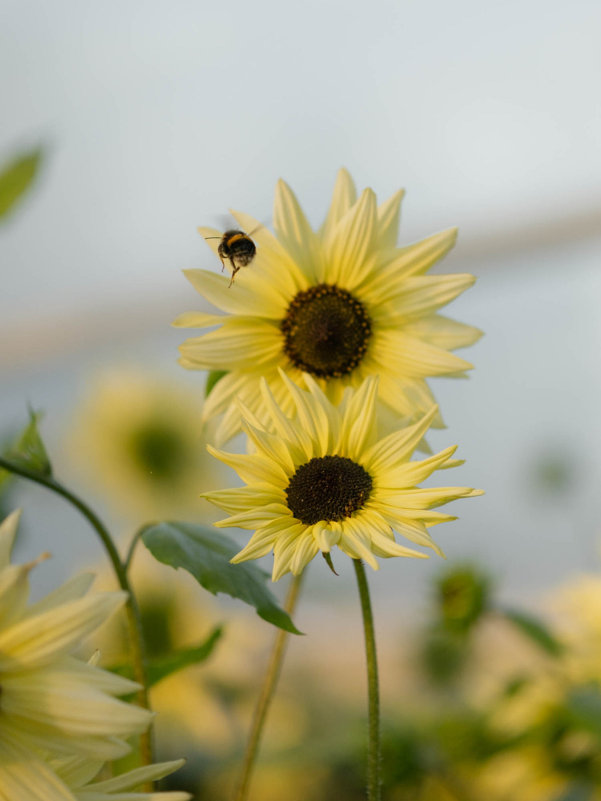 Sunflower - Vanilla Ice