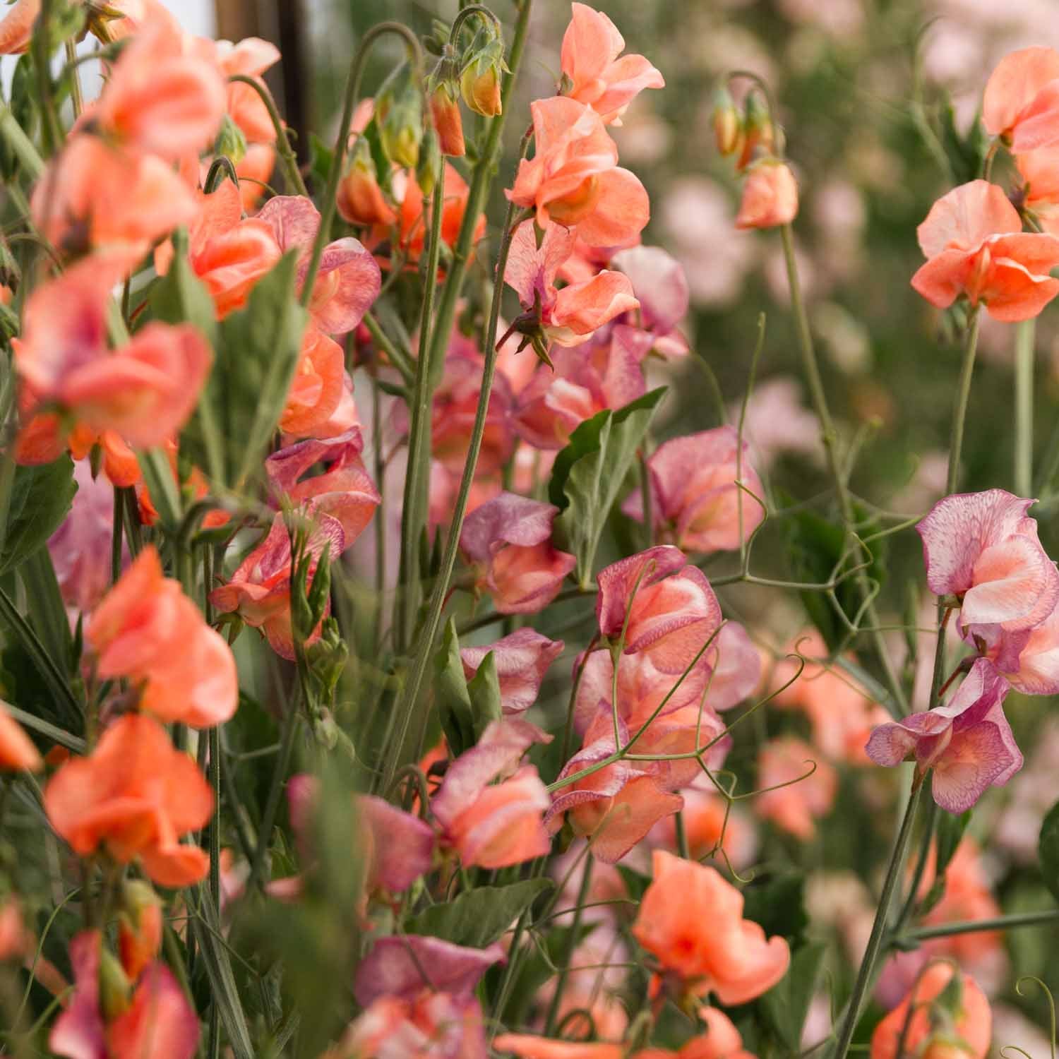 SWEET PEA - Blue Vein - PLANTS