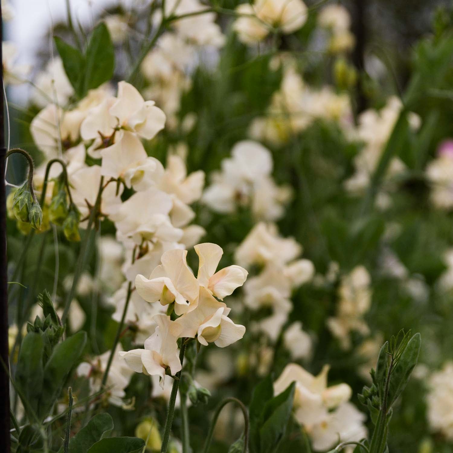 SWEET PEA - Juliet - PLANTS